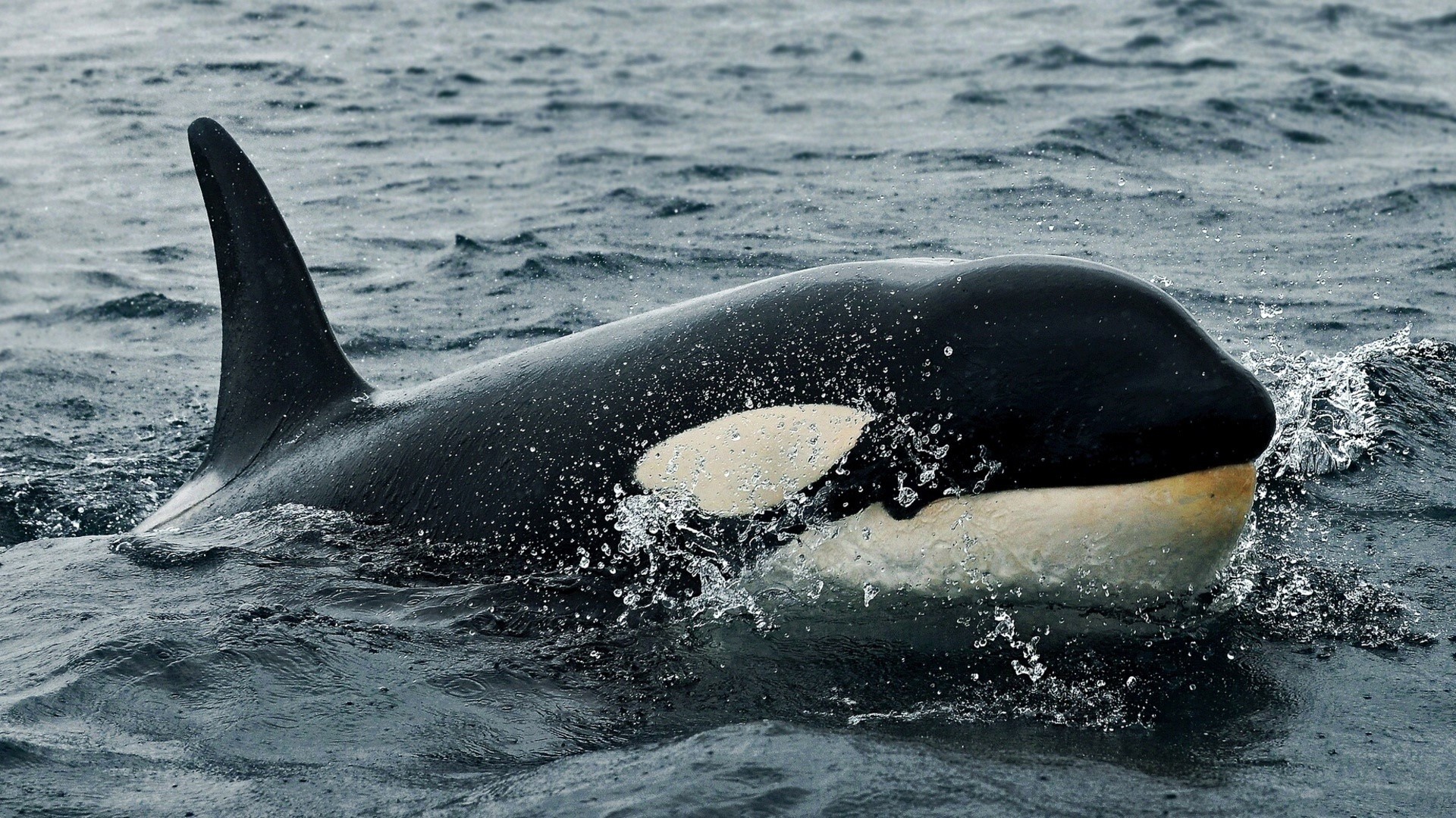 Orca whale swimming in the ocean HD Wallpaper