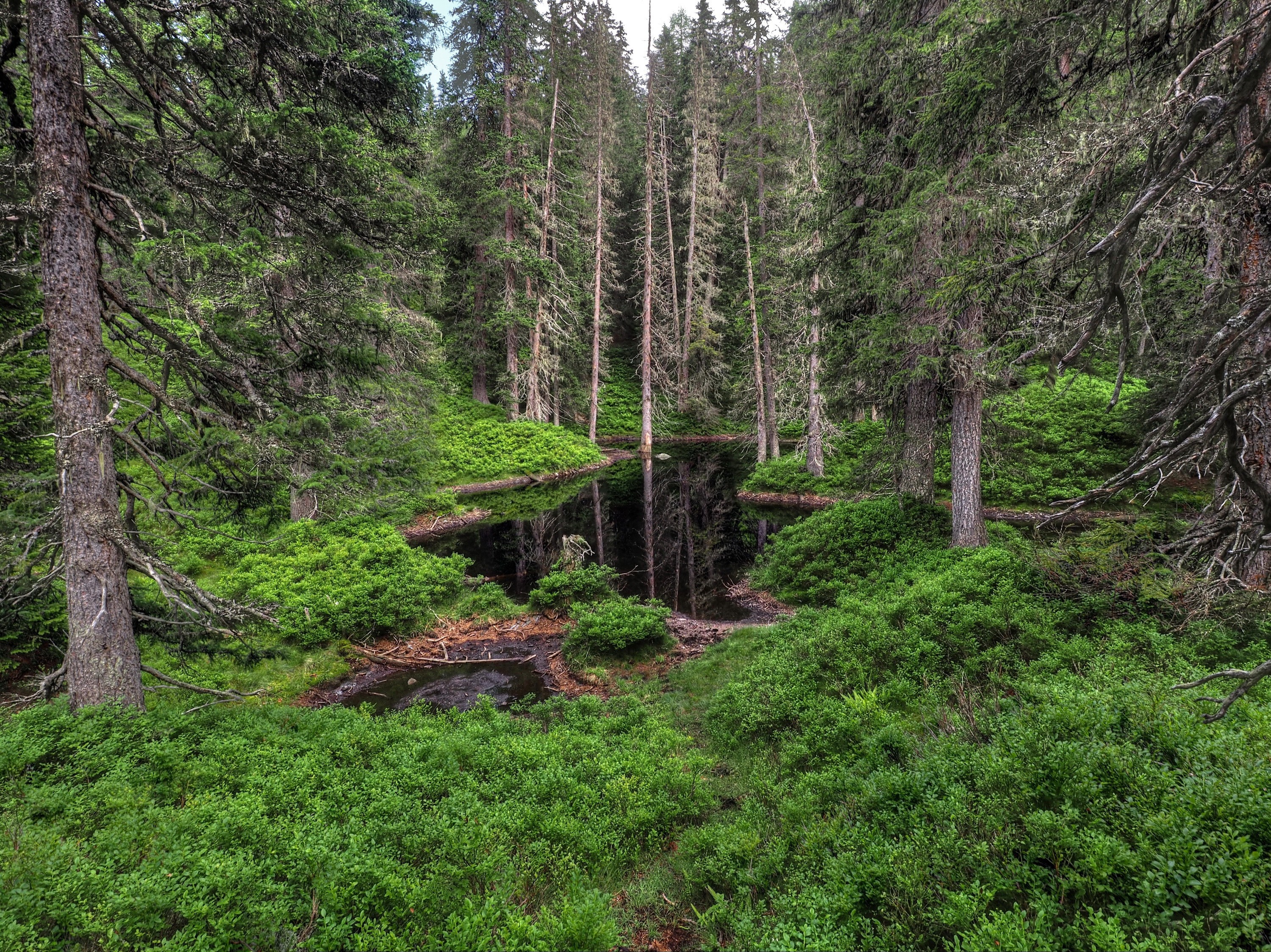 Forest pond surrounded by trees and green bushes HD Wallpaper