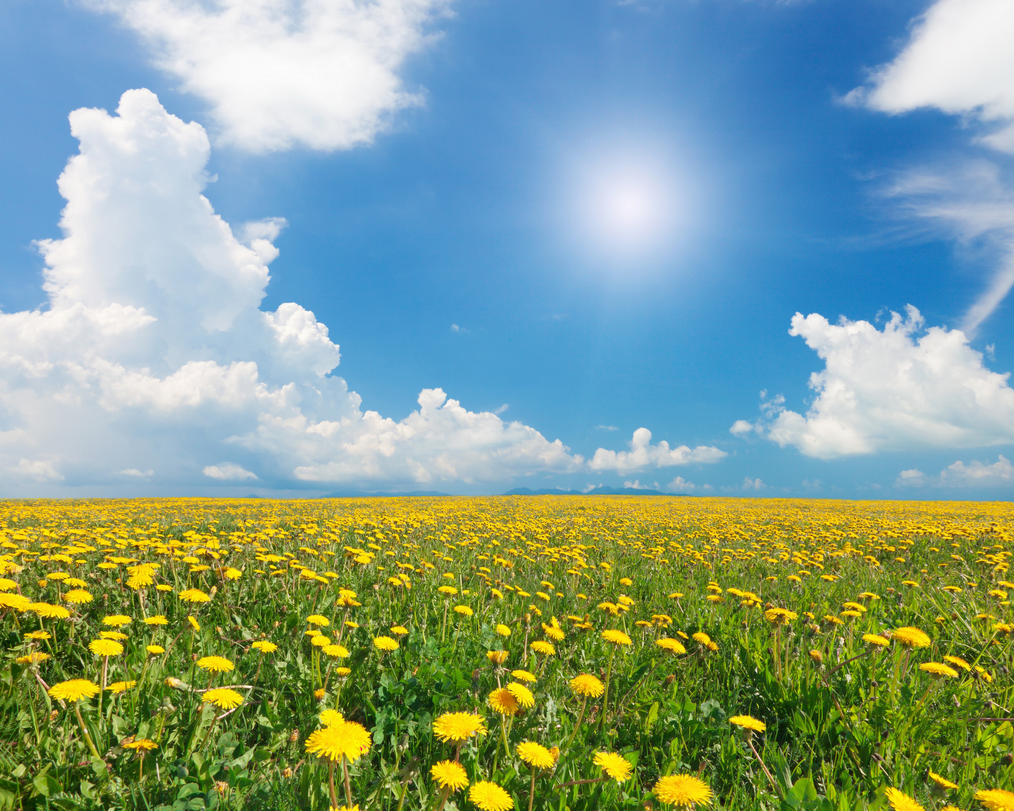 Field of Dandelions under a Sunny Sky HD Wallpaper