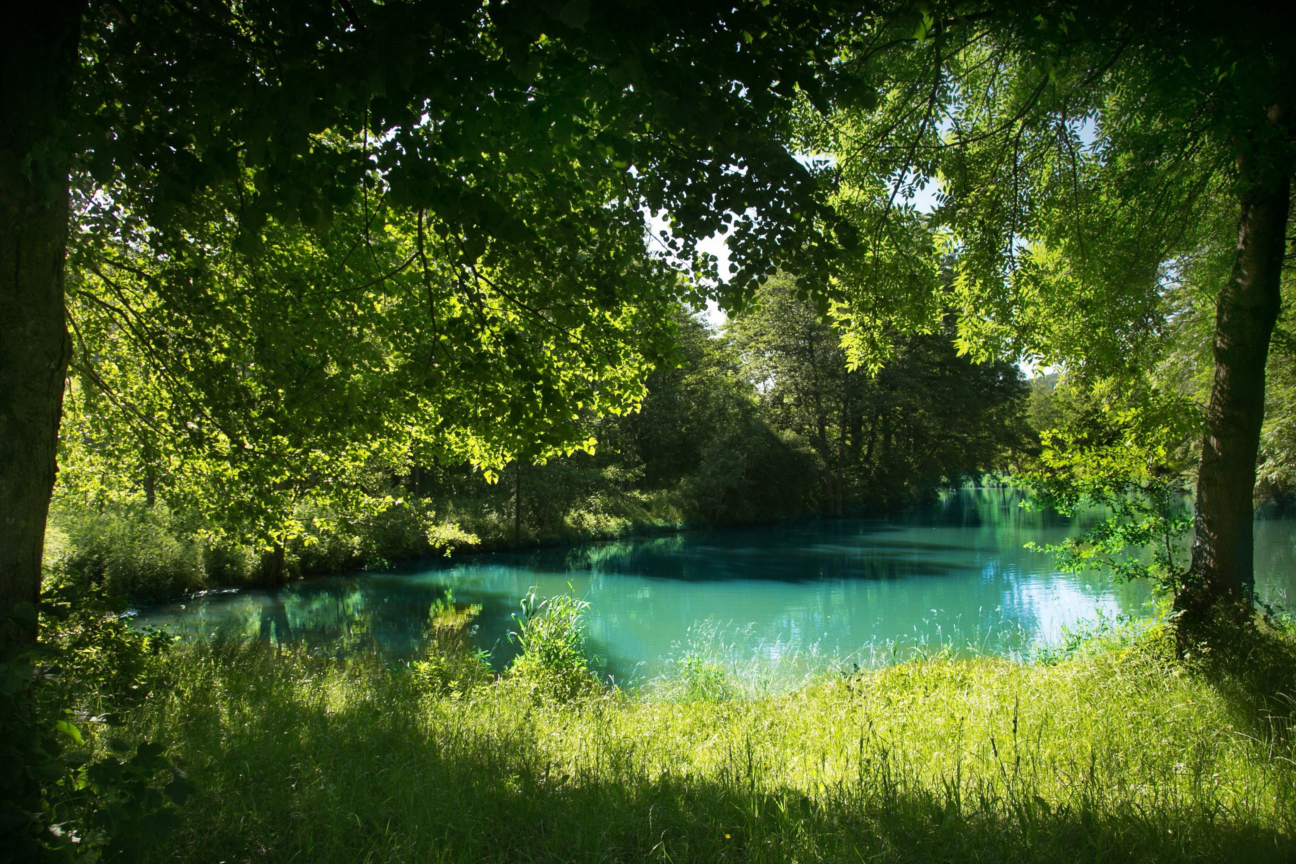River in a green forest in Bavaria, Germany HD Wallpaper