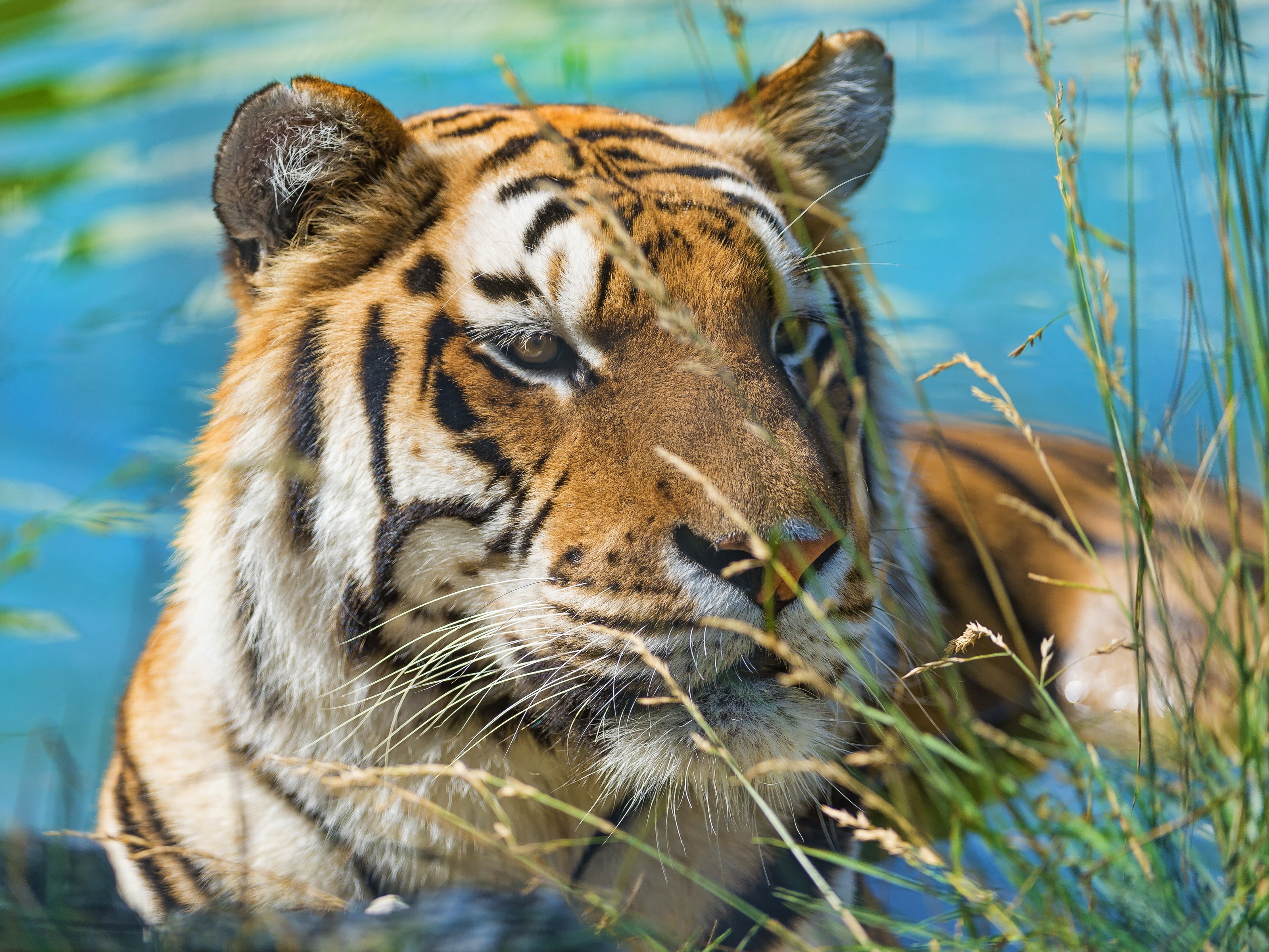 Tiger in tall grass near water HD Wallpaper