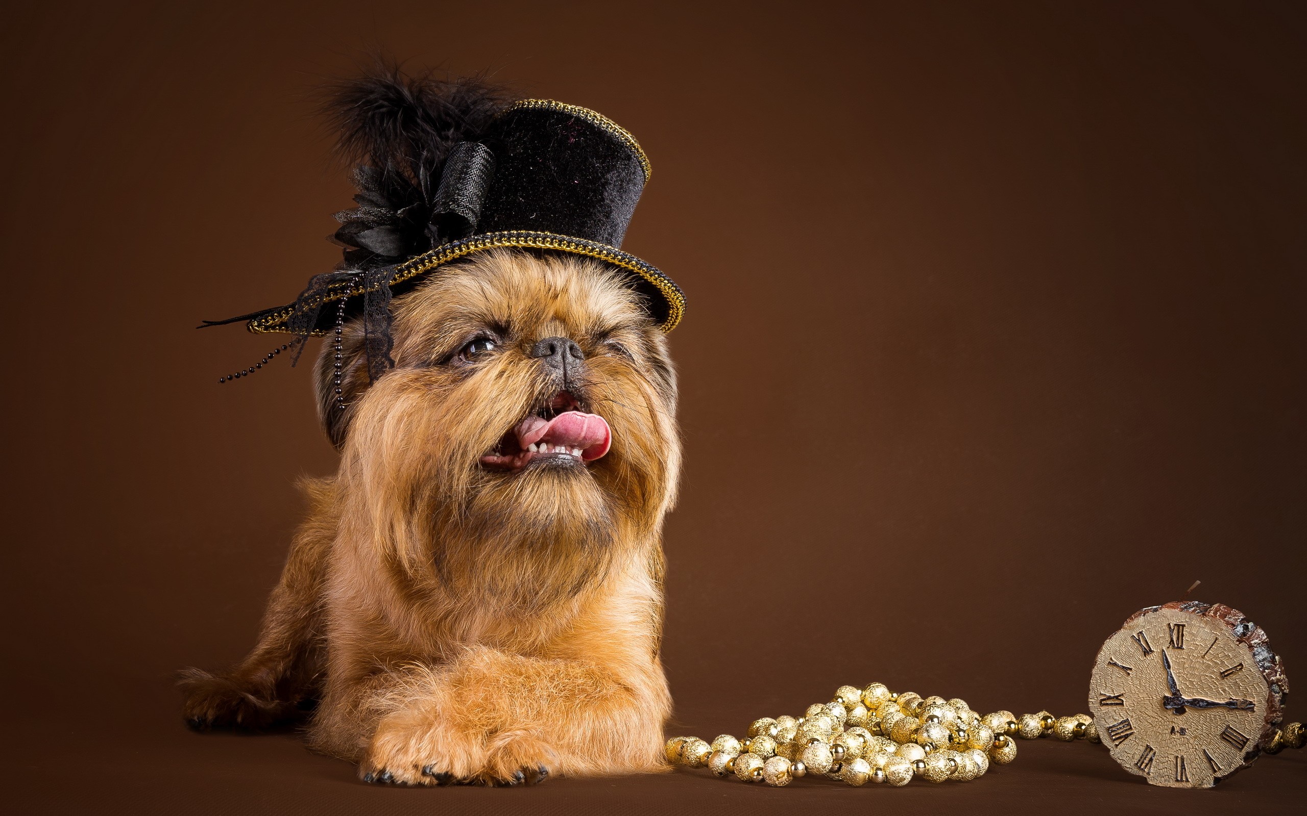 Dog wearing a hat with beads and a clock HD Wallpaper