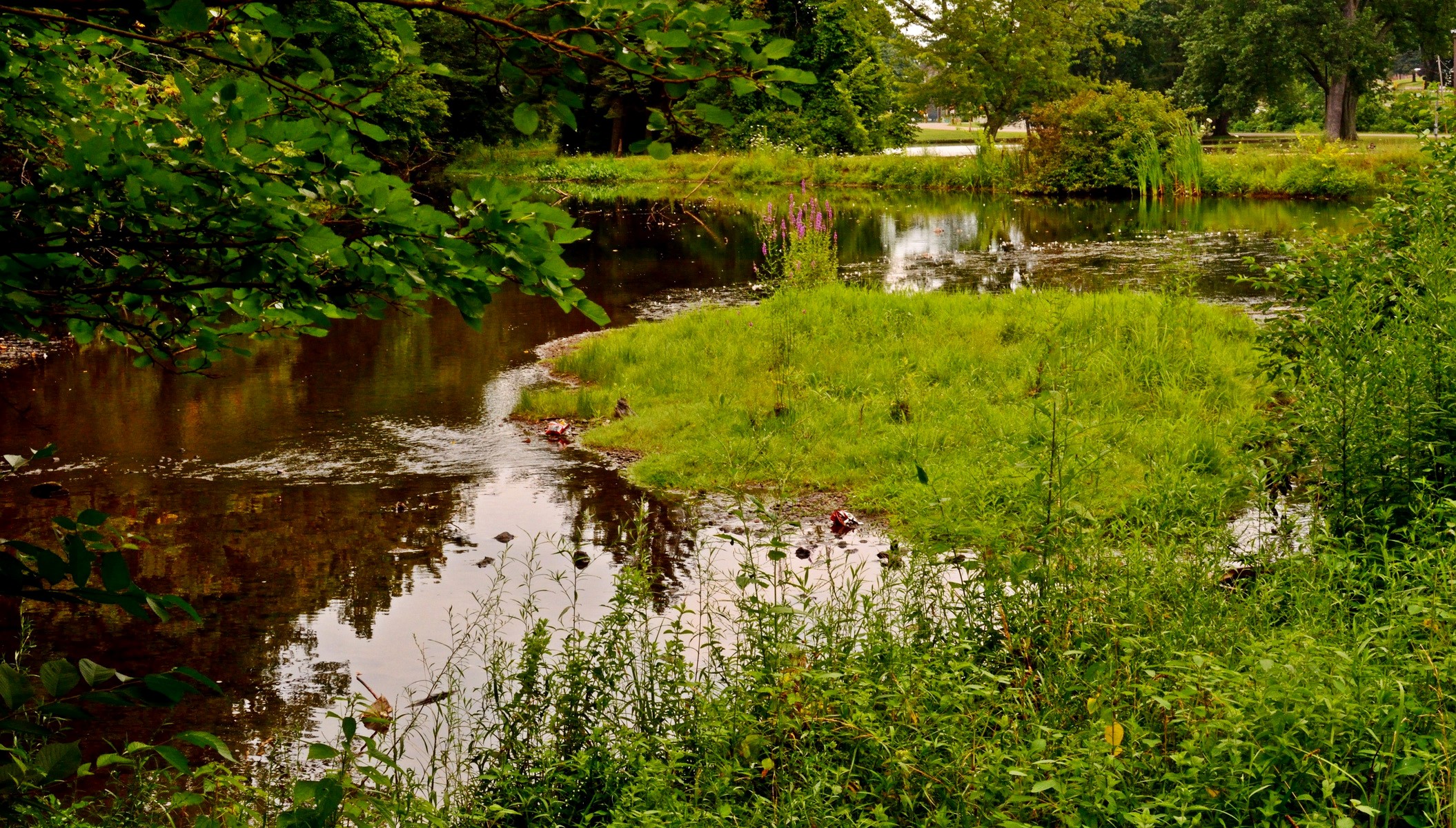 Pond with grassy island and trees HD Wallpaper