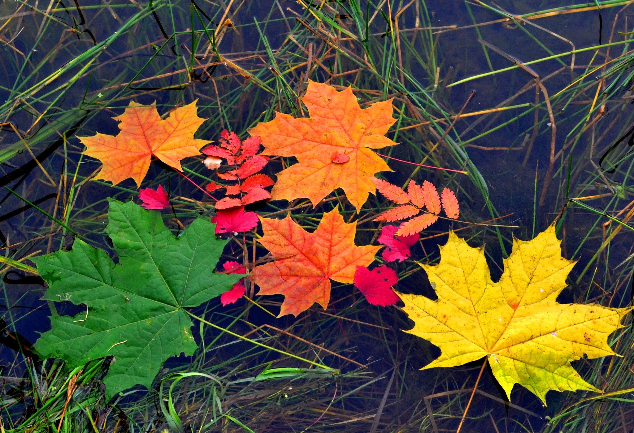 Autumn leaves floating on water with grass HD Wallpaper