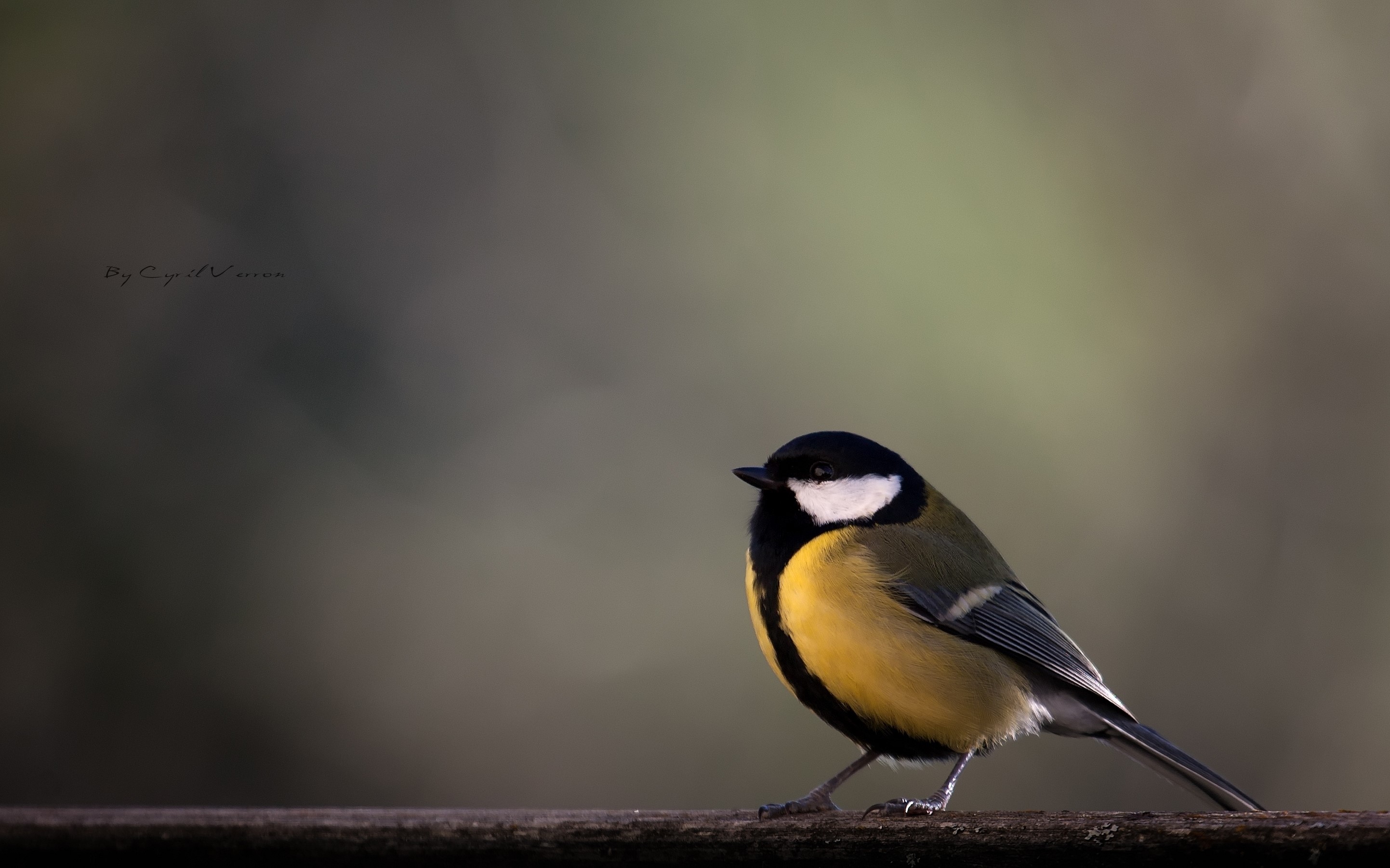 Great Tit bird perched on a wooden surface HD Wallpaper