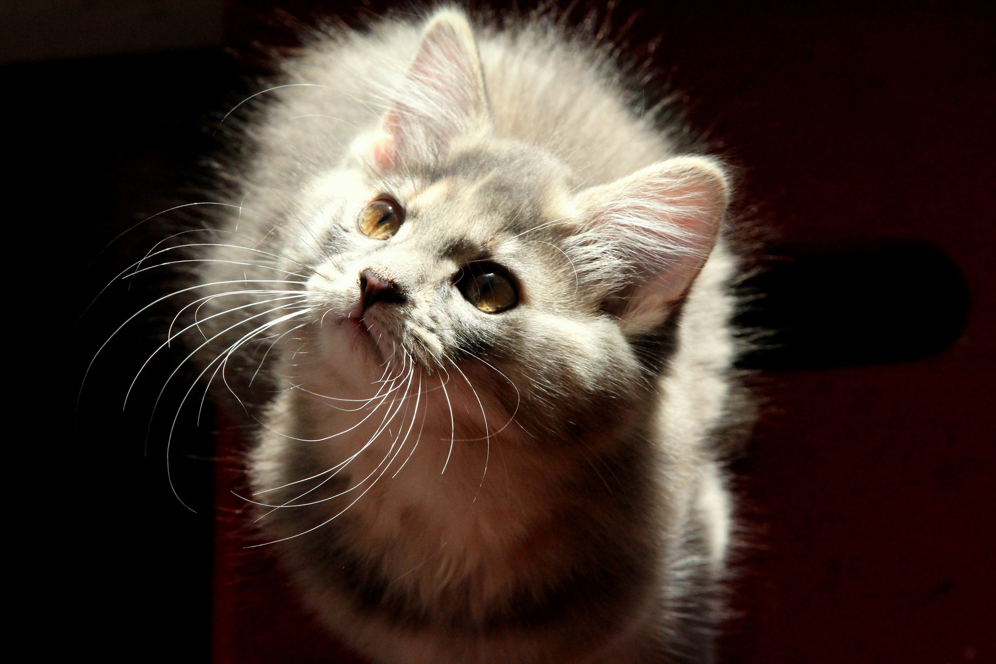 A fluffy kitten looking up with large whiskers HD Wallpaper