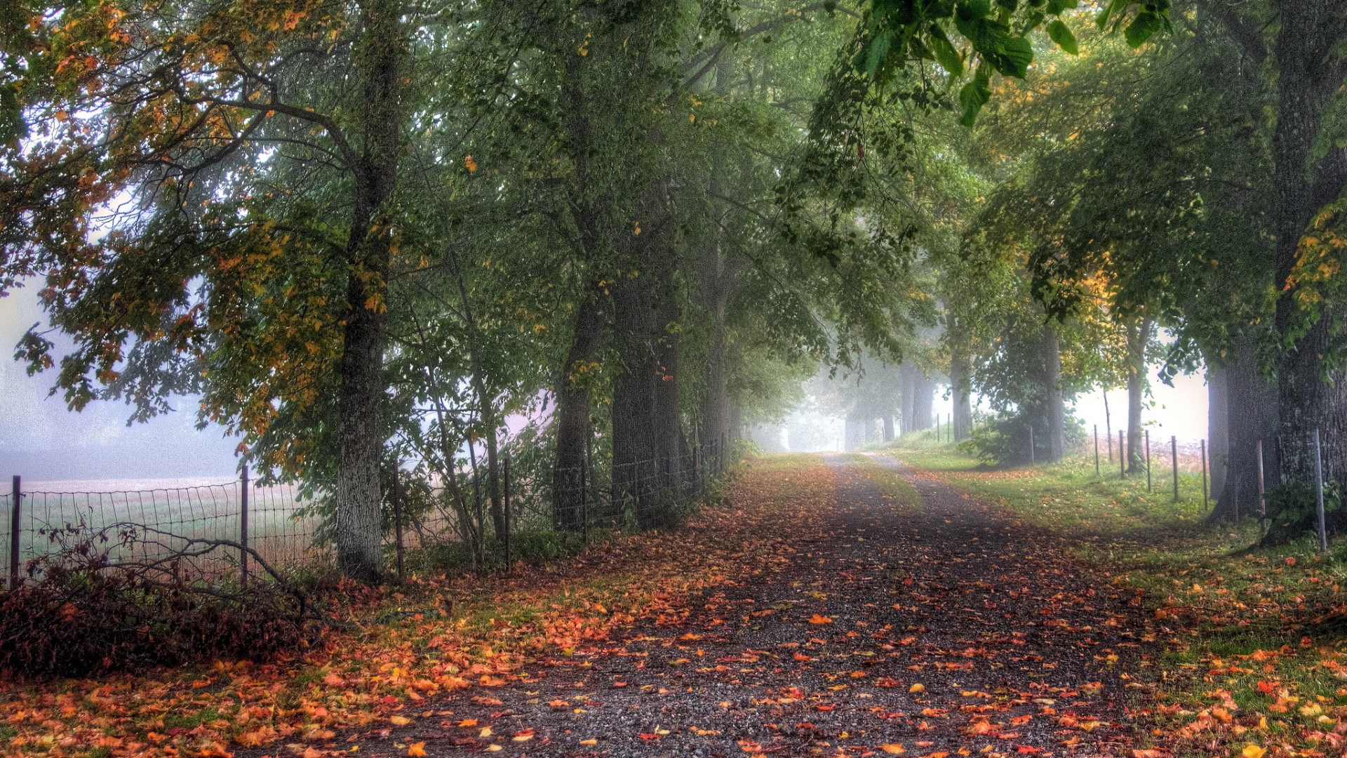 Autumn path lined with trees and fallen leaves HD Wallpaper