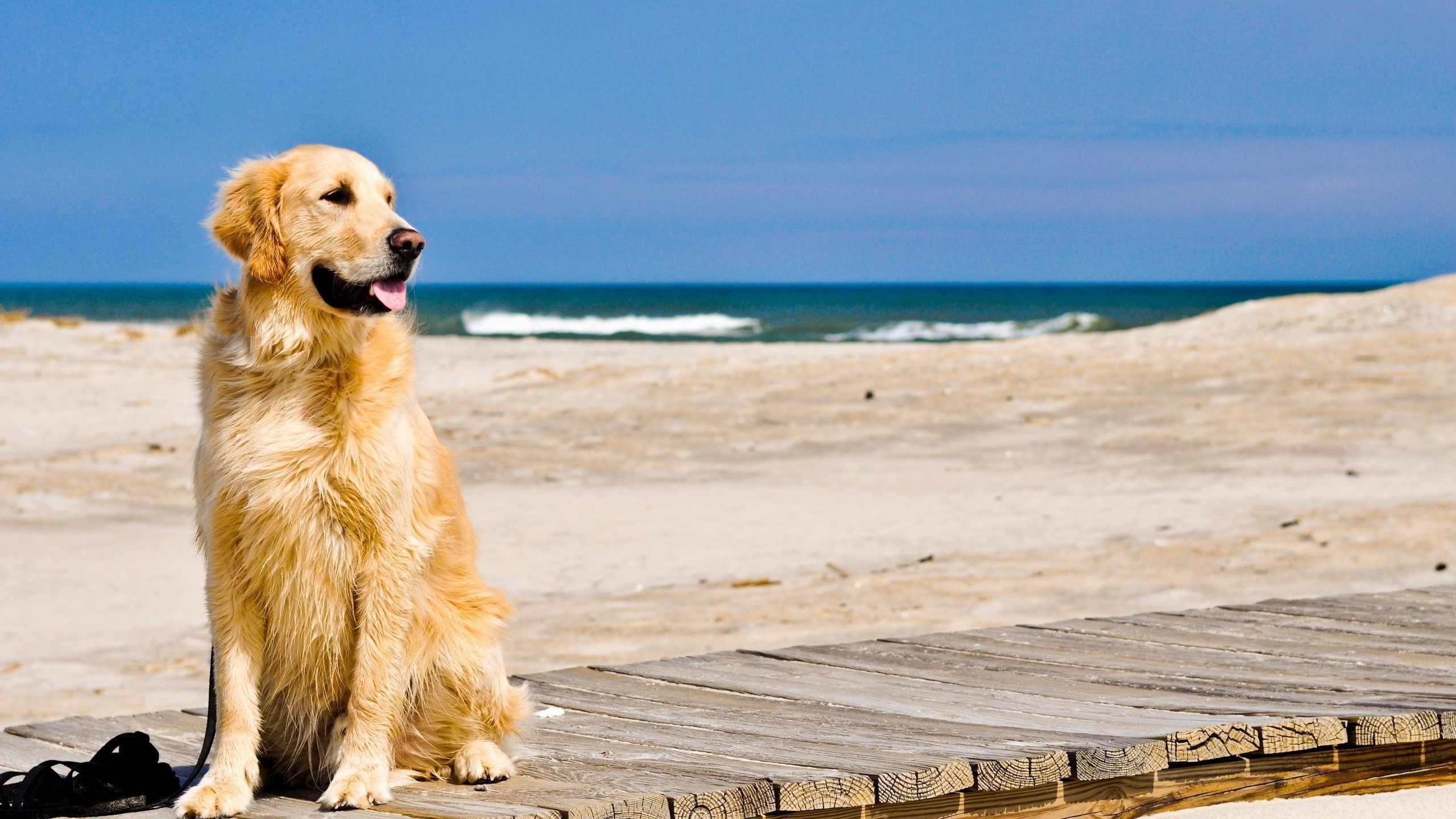 Golden Retriever sitting on a boardwalk at the beach HD Wallpaper