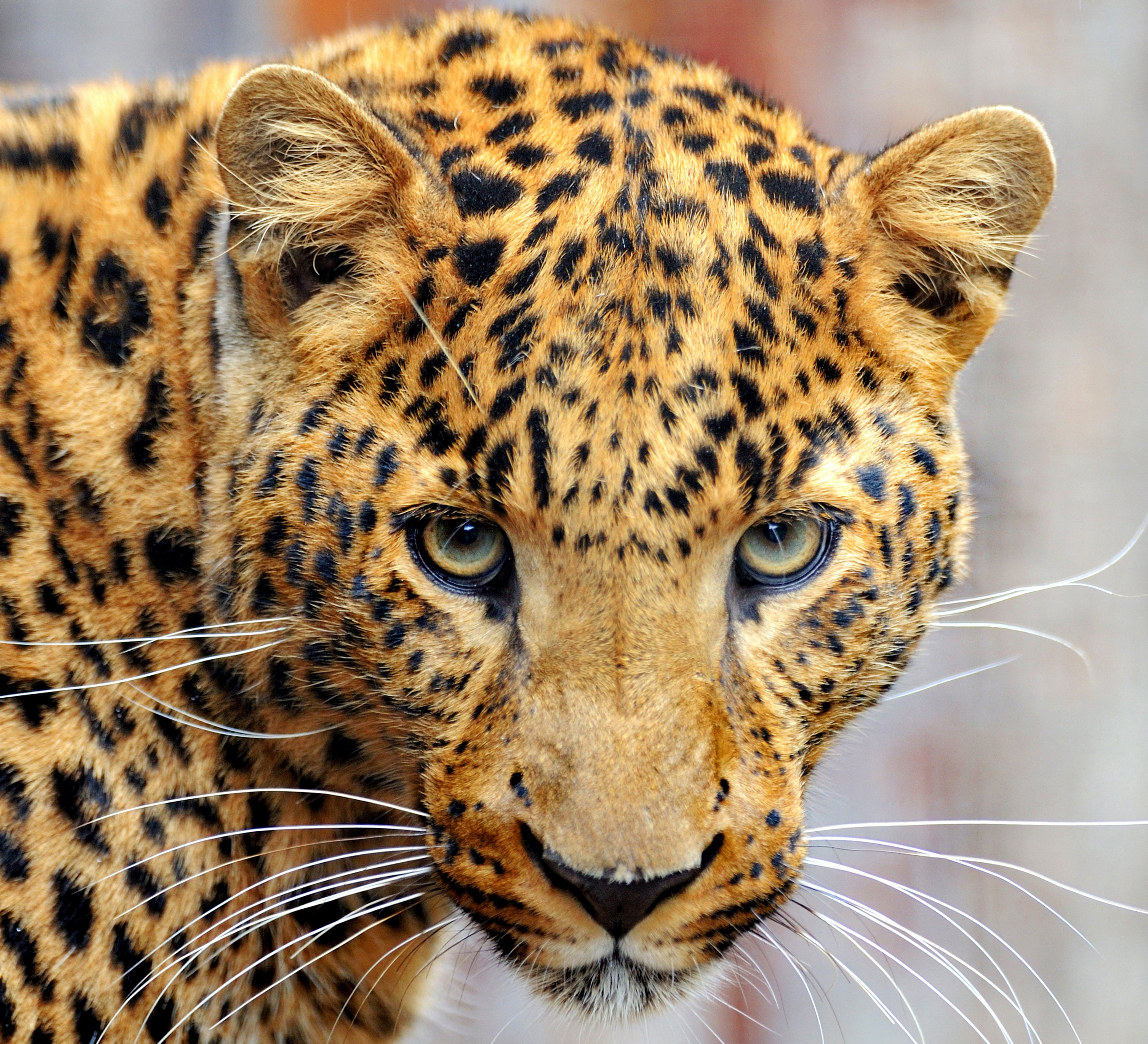 Close-up of a leopard's face with spotted fur HD Wallpaper
