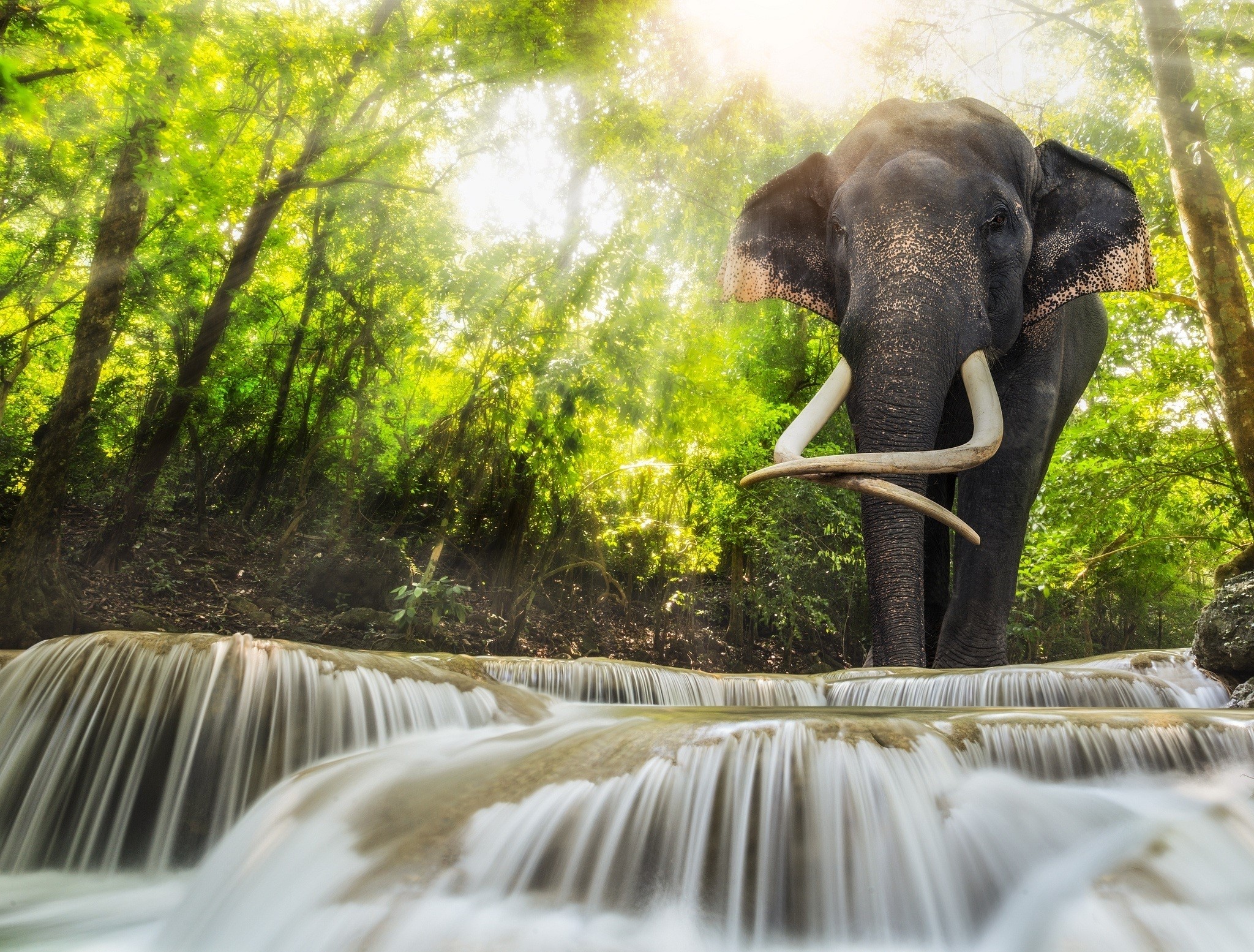 Elephant standing in a waterfall in a forest HD Wallpaper