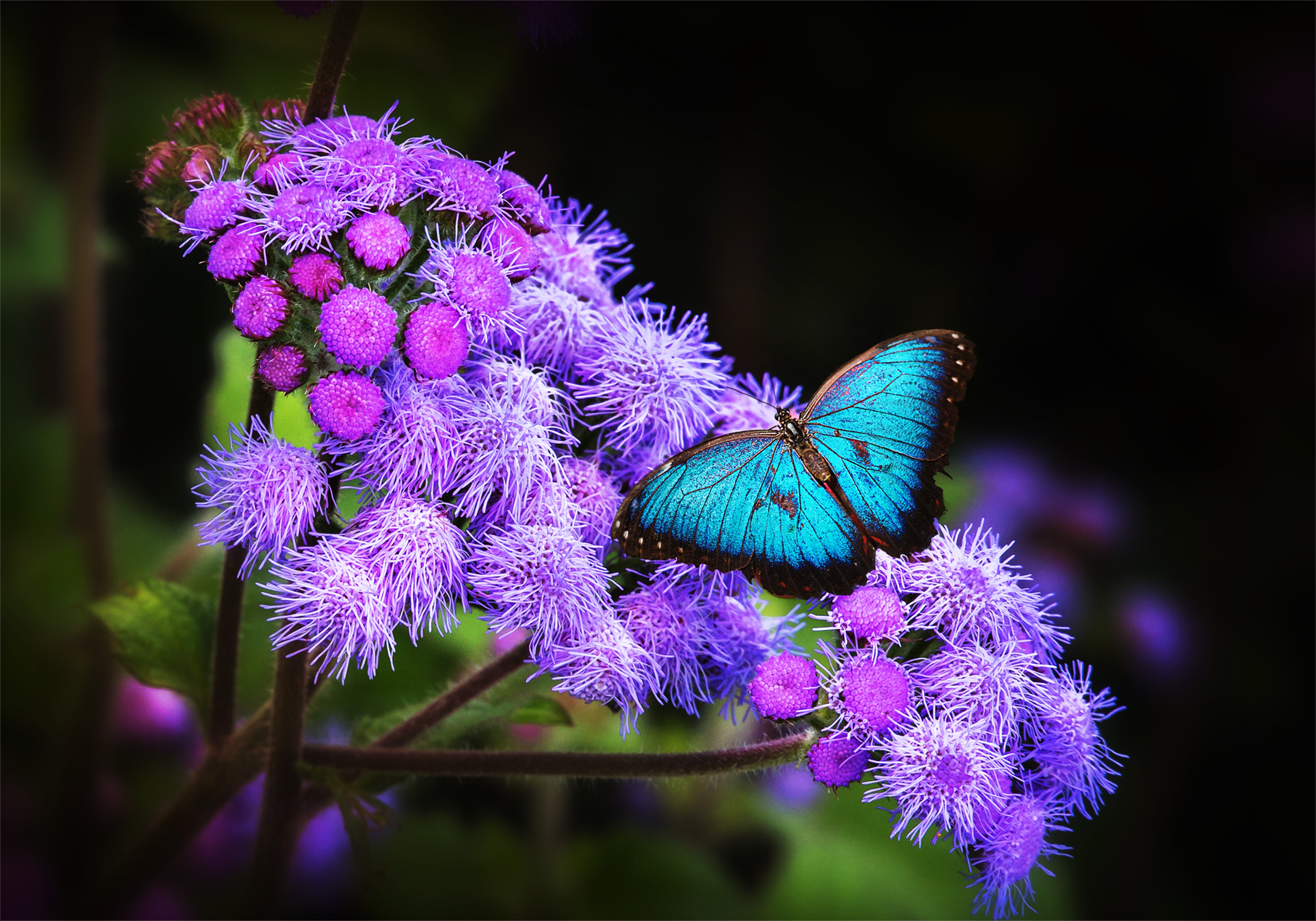4K 5K Insects Butterflies HD Wallpaper Rare Gallery 4K 5K Insects Butterflies HD Wallpaper Rare Gallery