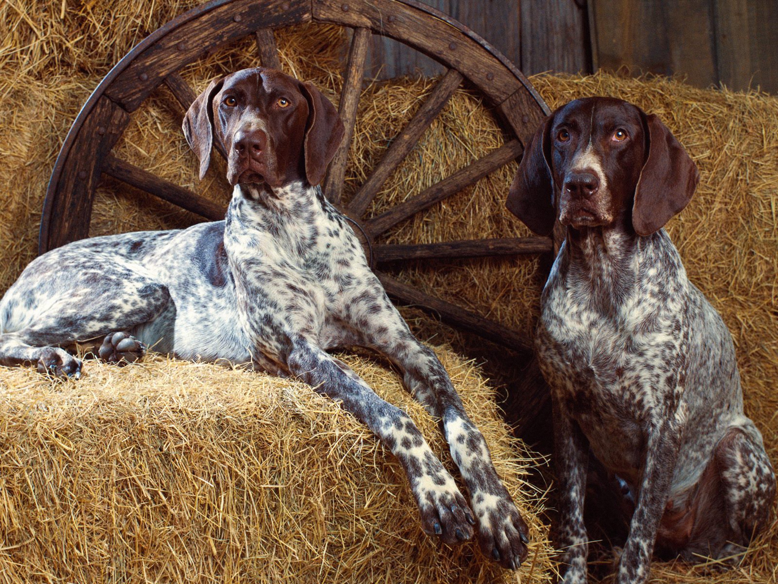 Two German Shorthaired Pointers on Hay Bales HD Wallpaper