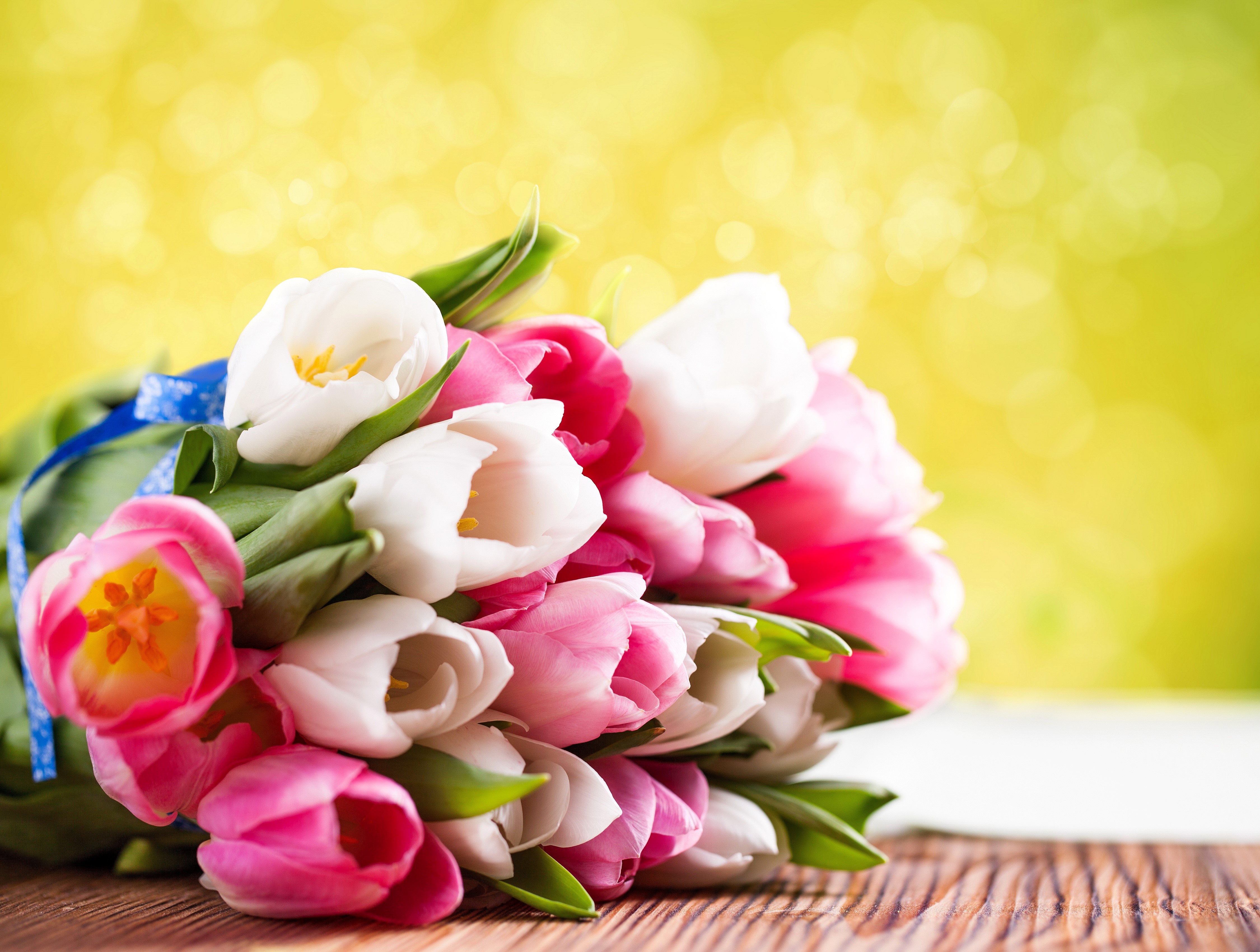 Bouquet of Pink and White Tulips with Blue Ribbon HD Wallpaper