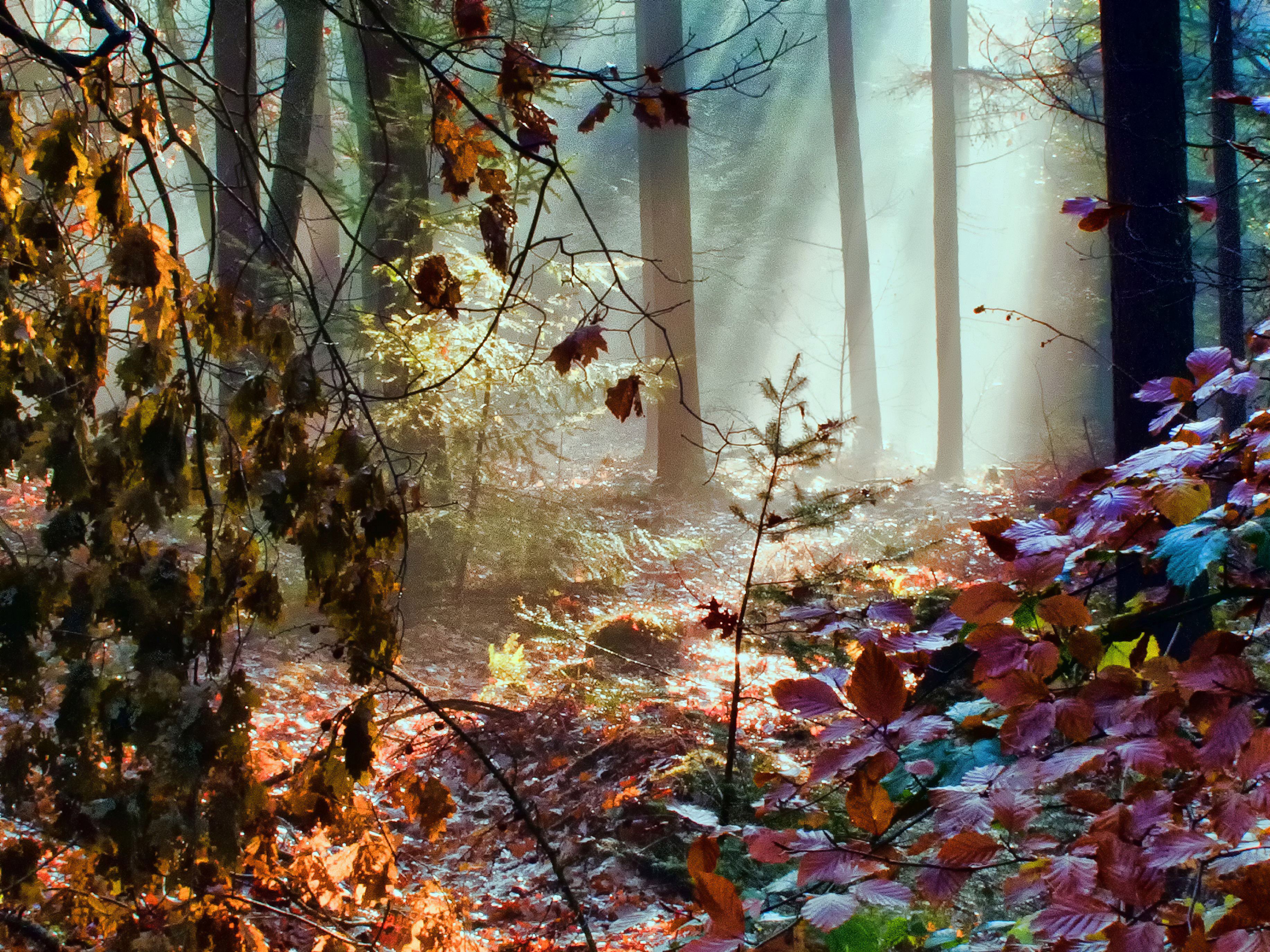Autumn forest with fog and sunbeams HD Wallpaper