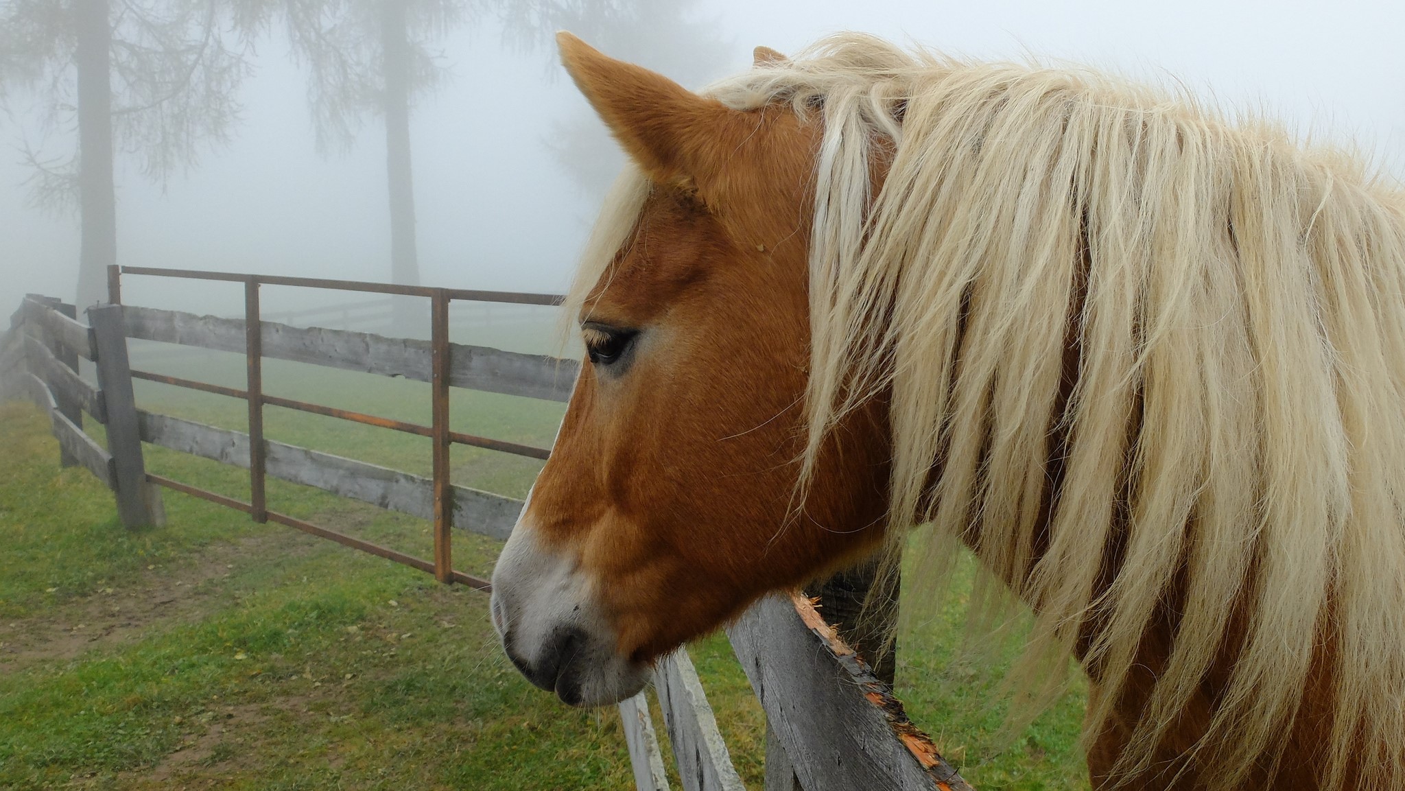 Horse with blonde mane by a wooden fence in fog HD Wallpaper