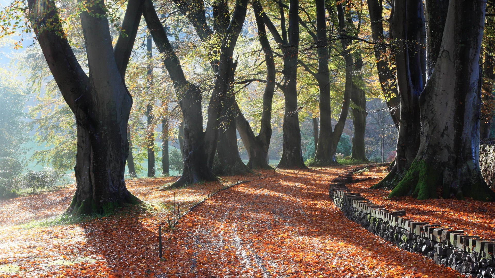 Autumn forest path with fallen leaves and stone wall HD Wallpaper