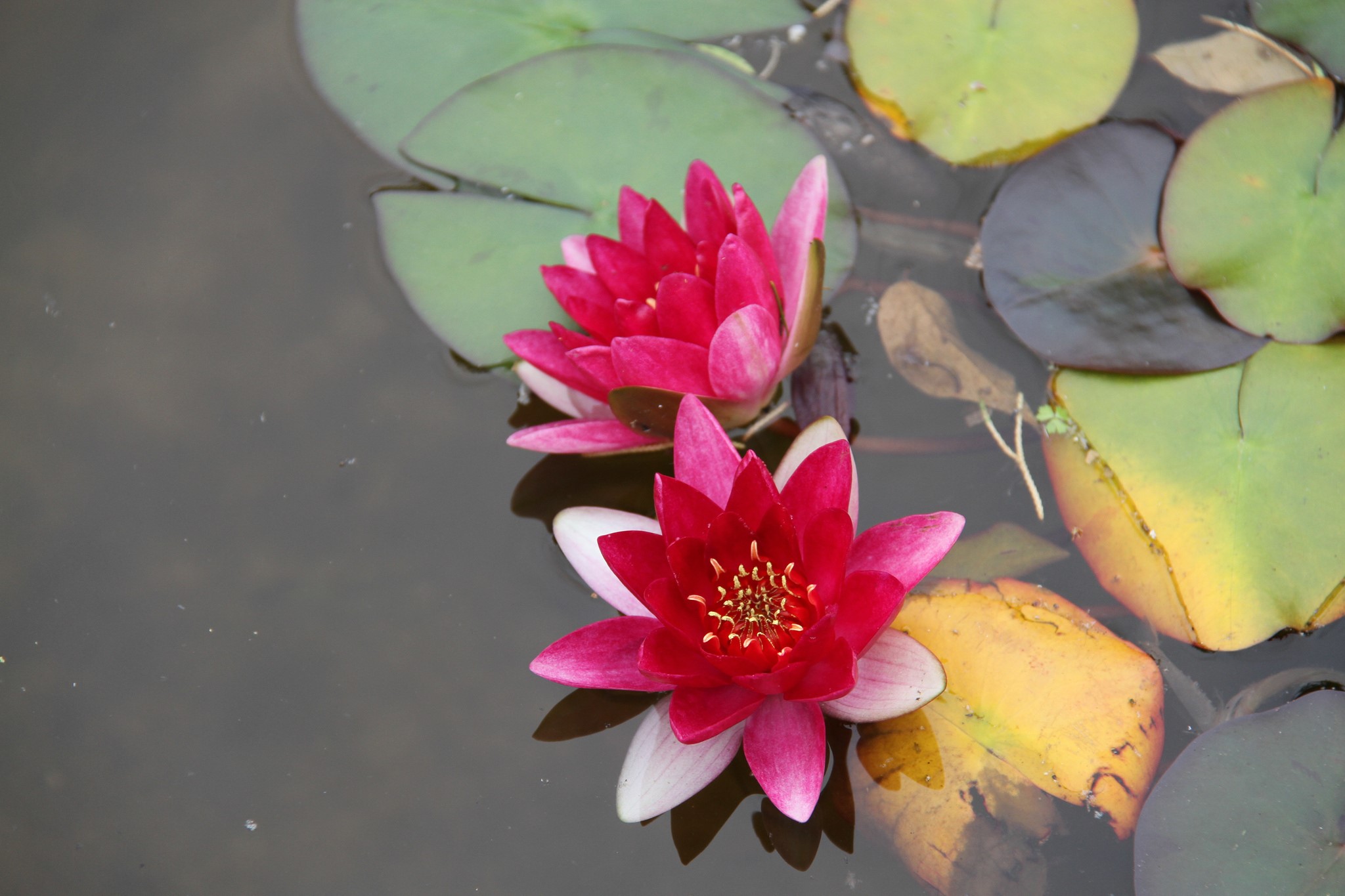 Two pink water lilies floating on water HD Wallpaper