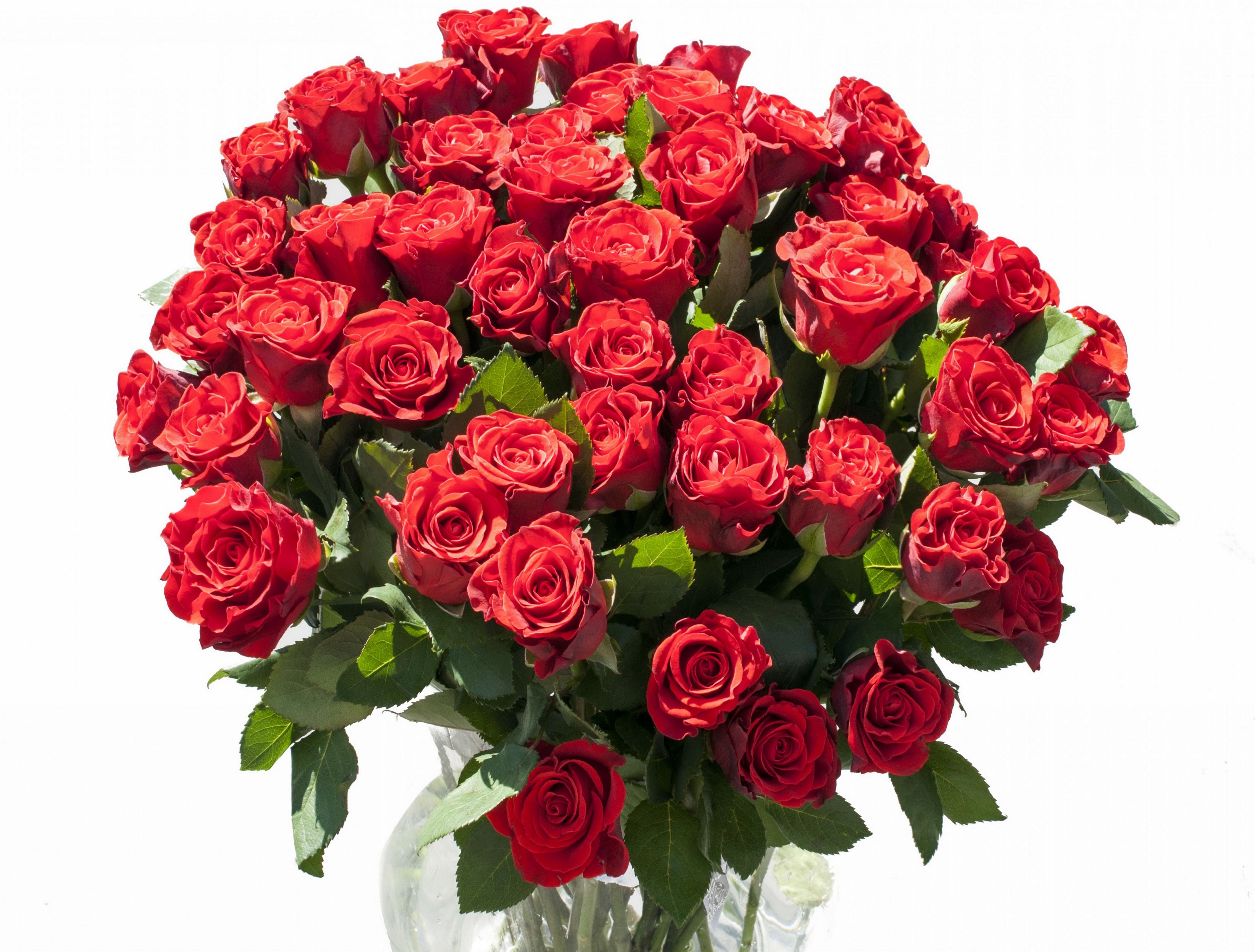 Bouquet of red roses in a vase HD Wallpaper