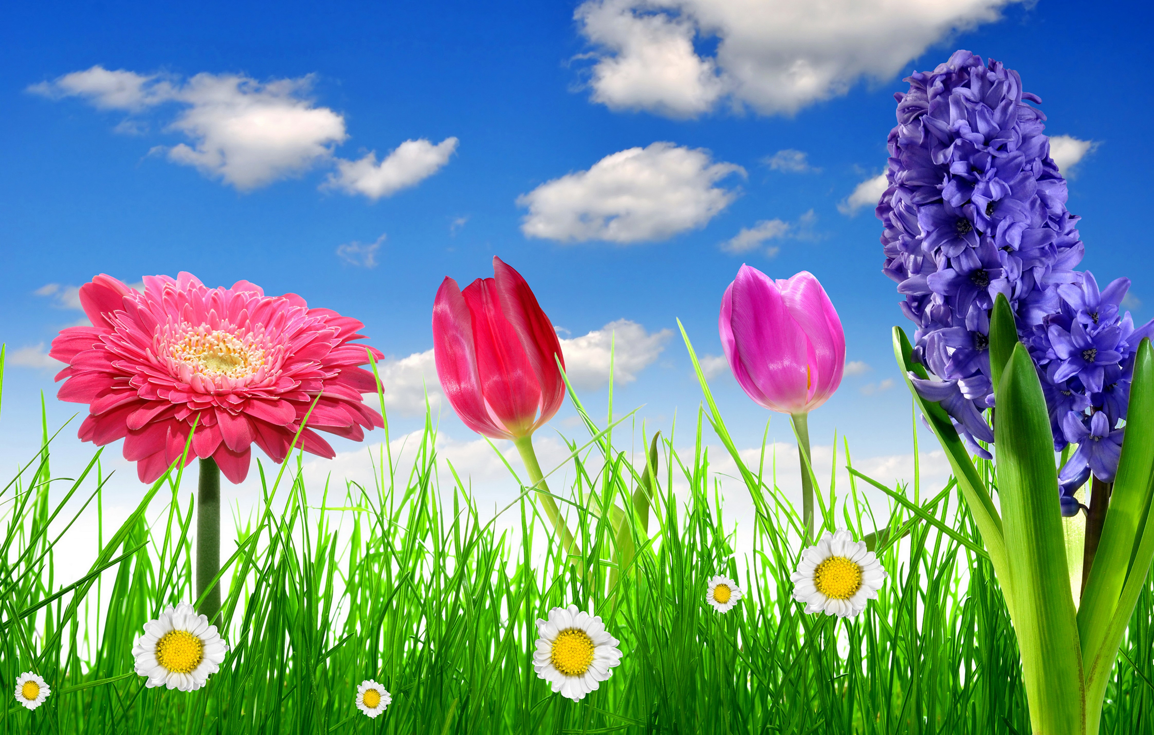 4K Hyacinths, Gerberas, Tulips, Camomiles, and Grass HD Wallpaper