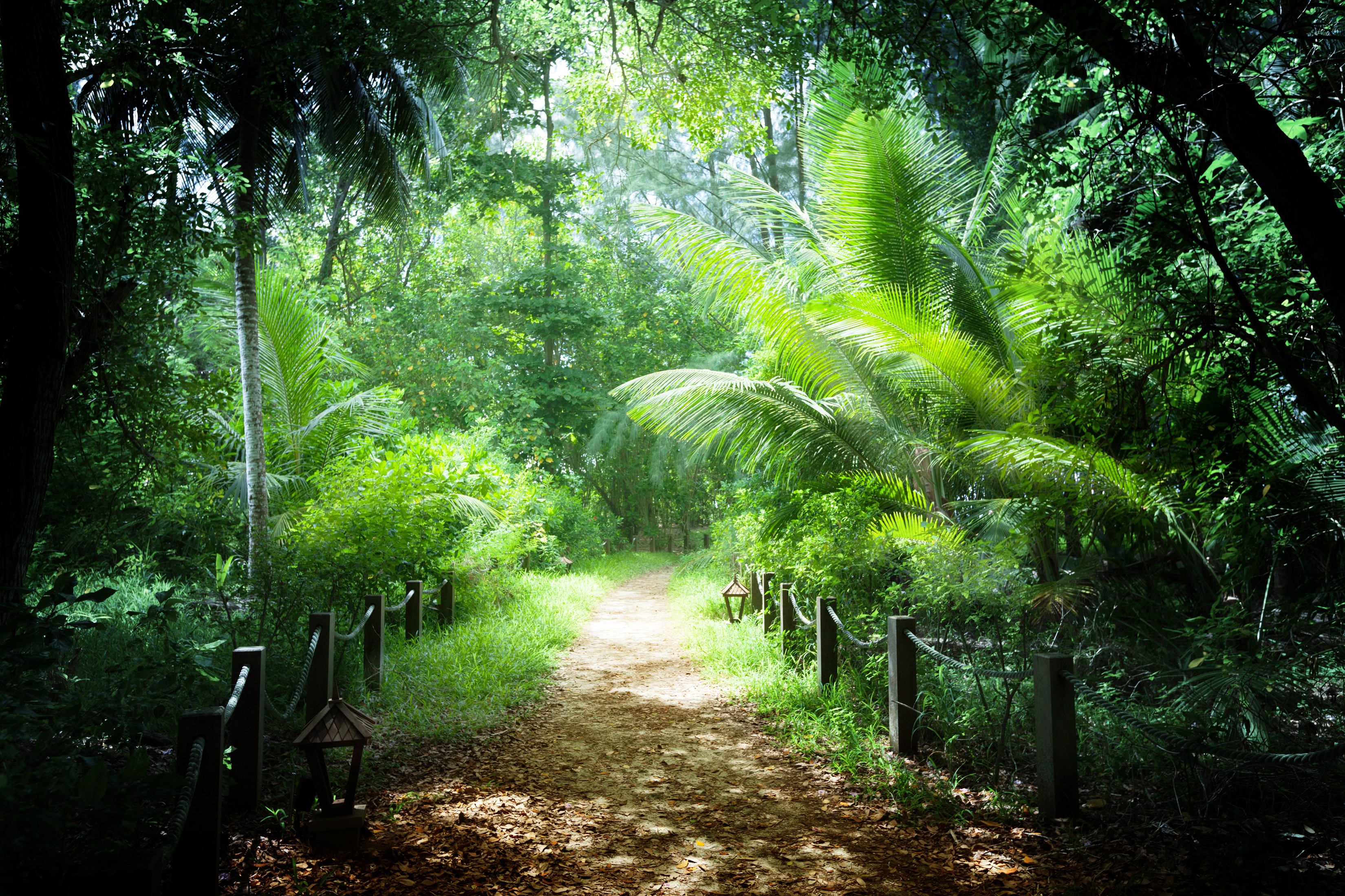 A path through a tropical forest in Seychelles HD Wallpaper