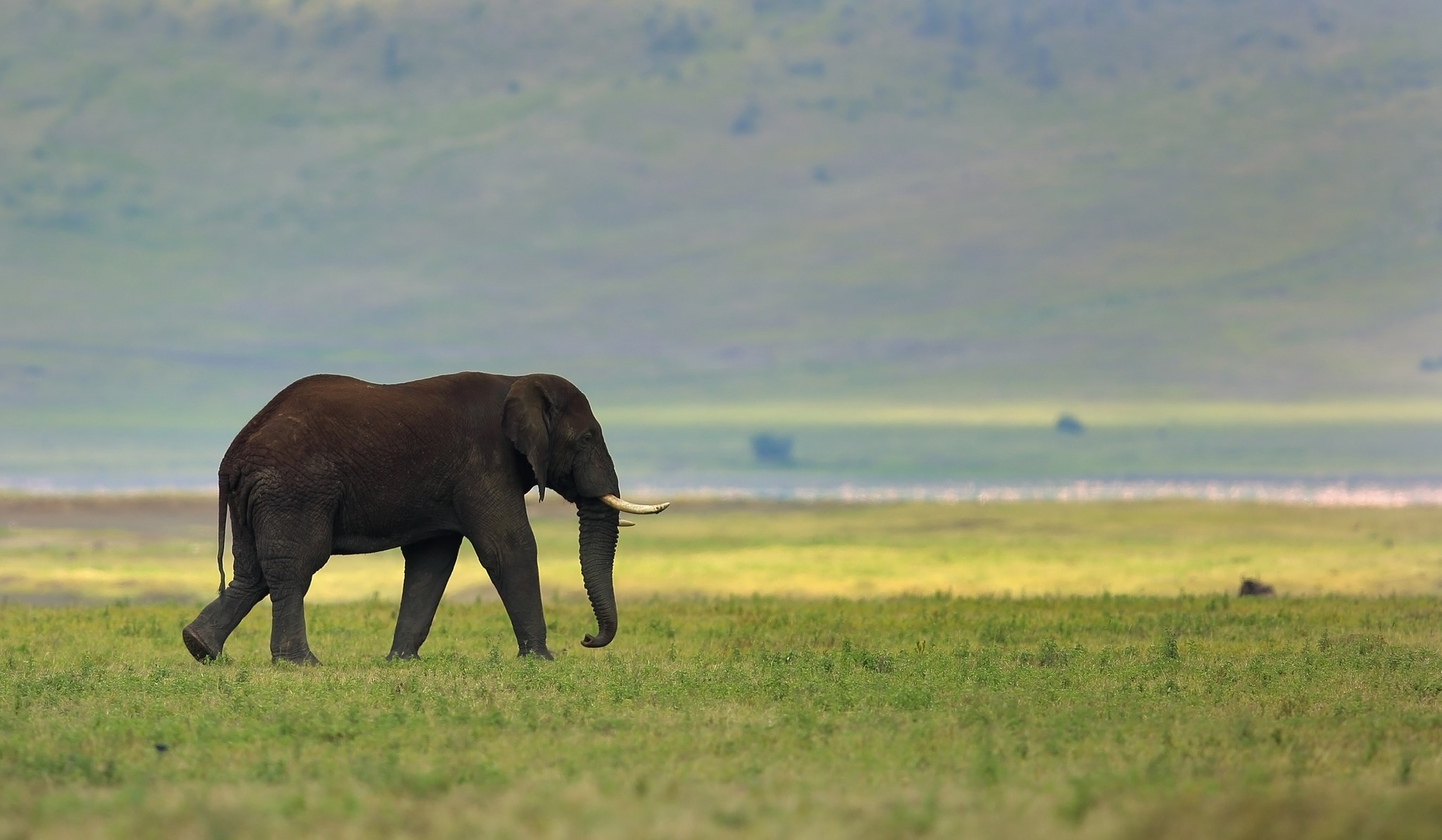 Elephant walking in a grassy field HD Wallpaper