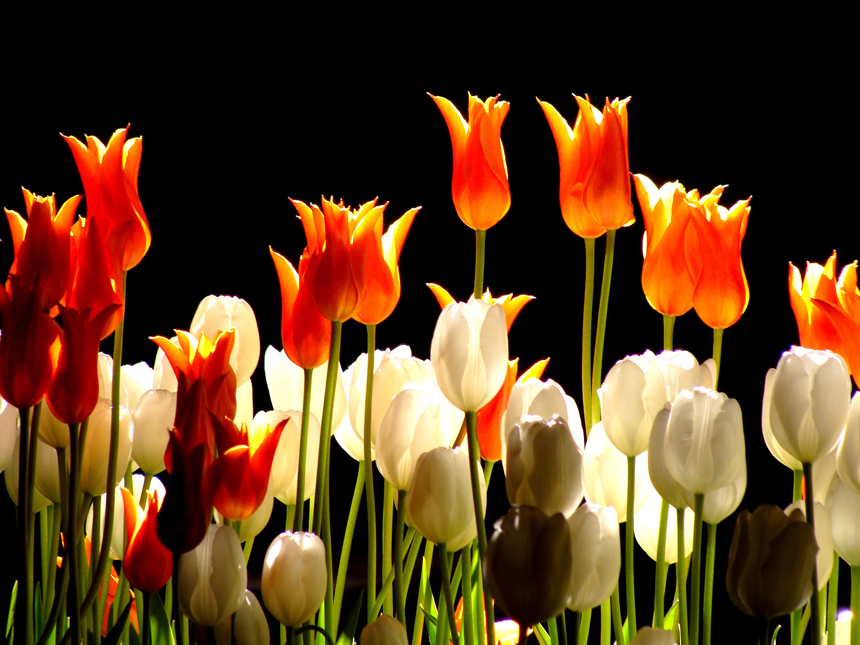 Orange and white tulips against a black background HD Wallpaper