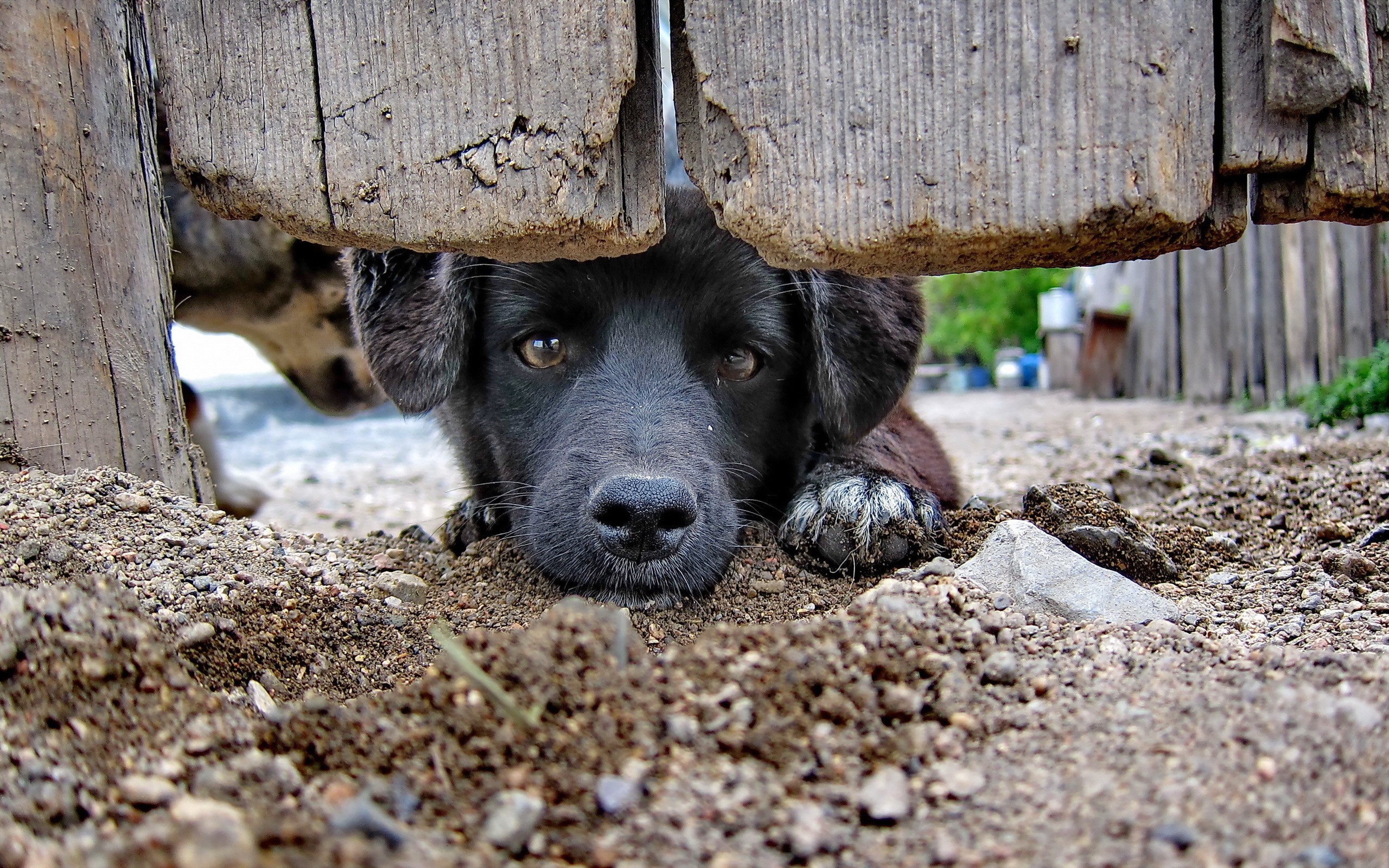 Black puppy peeking through a wooden fence HD Wallpaper