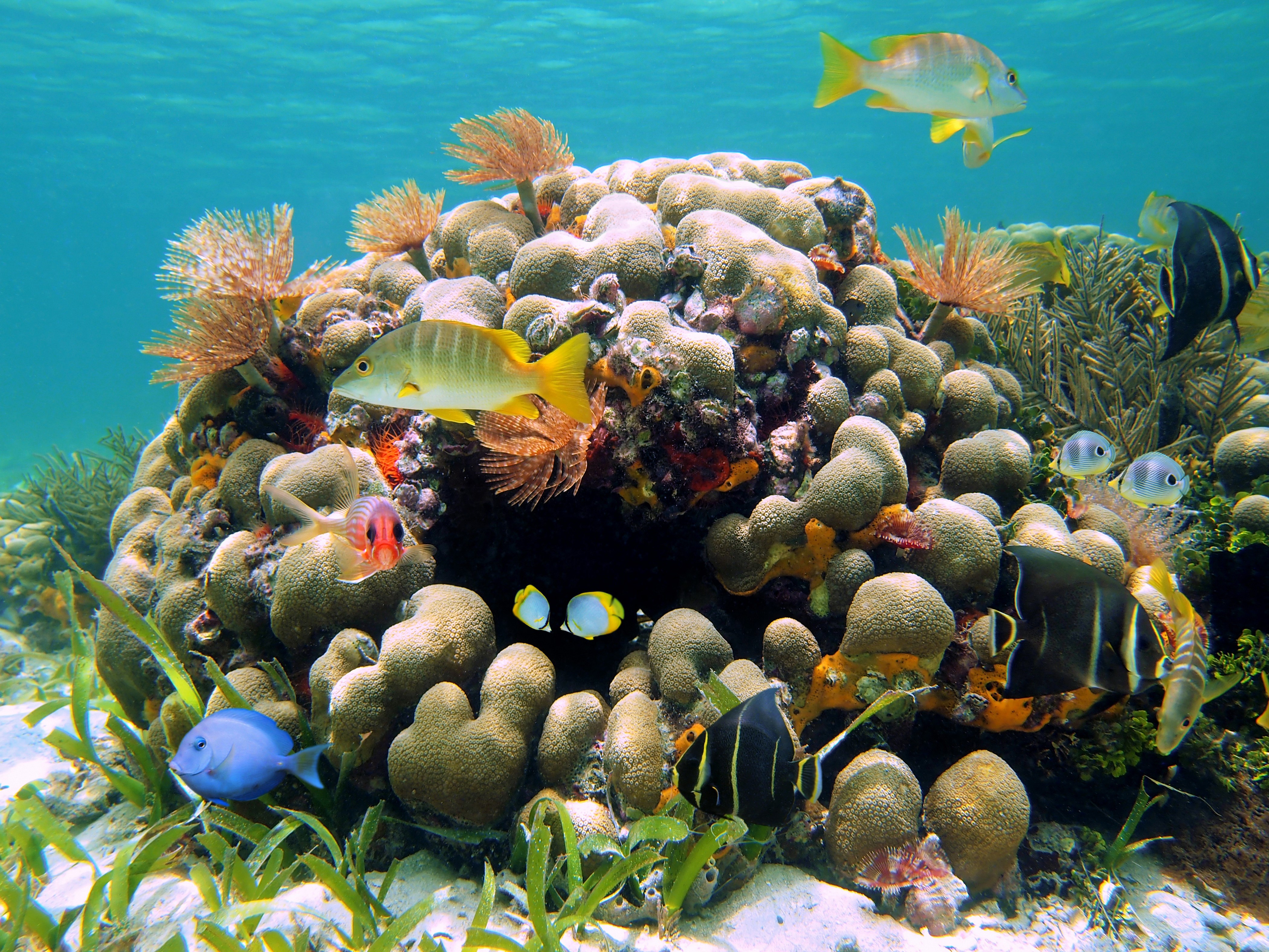Underwater world with corals and fish HD Wallpaper