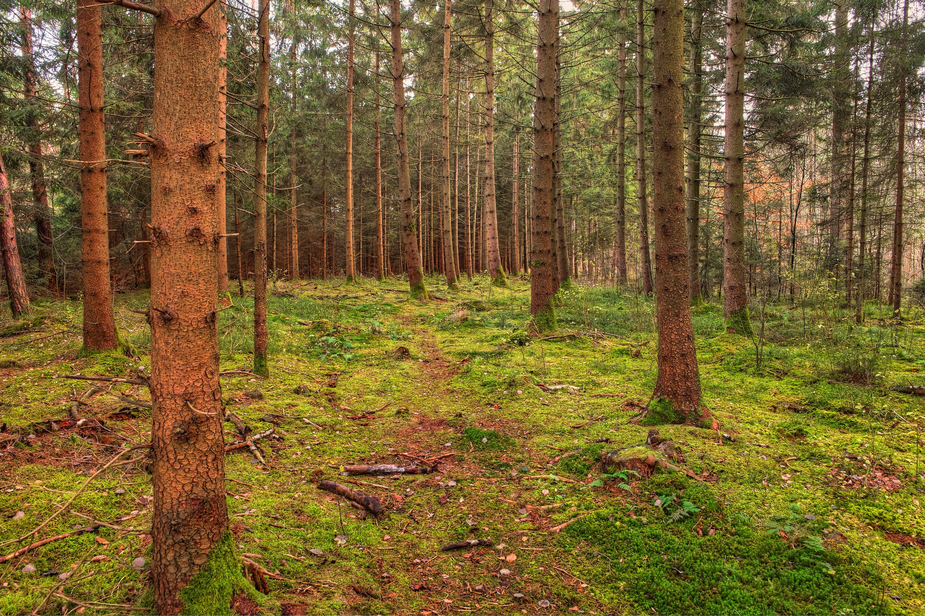 Forest path with mossy ground and tall trees HD Wallpaper