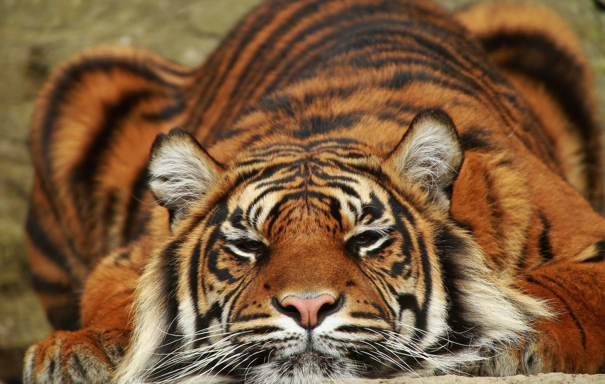 Tiger lying down HD Wallpaper