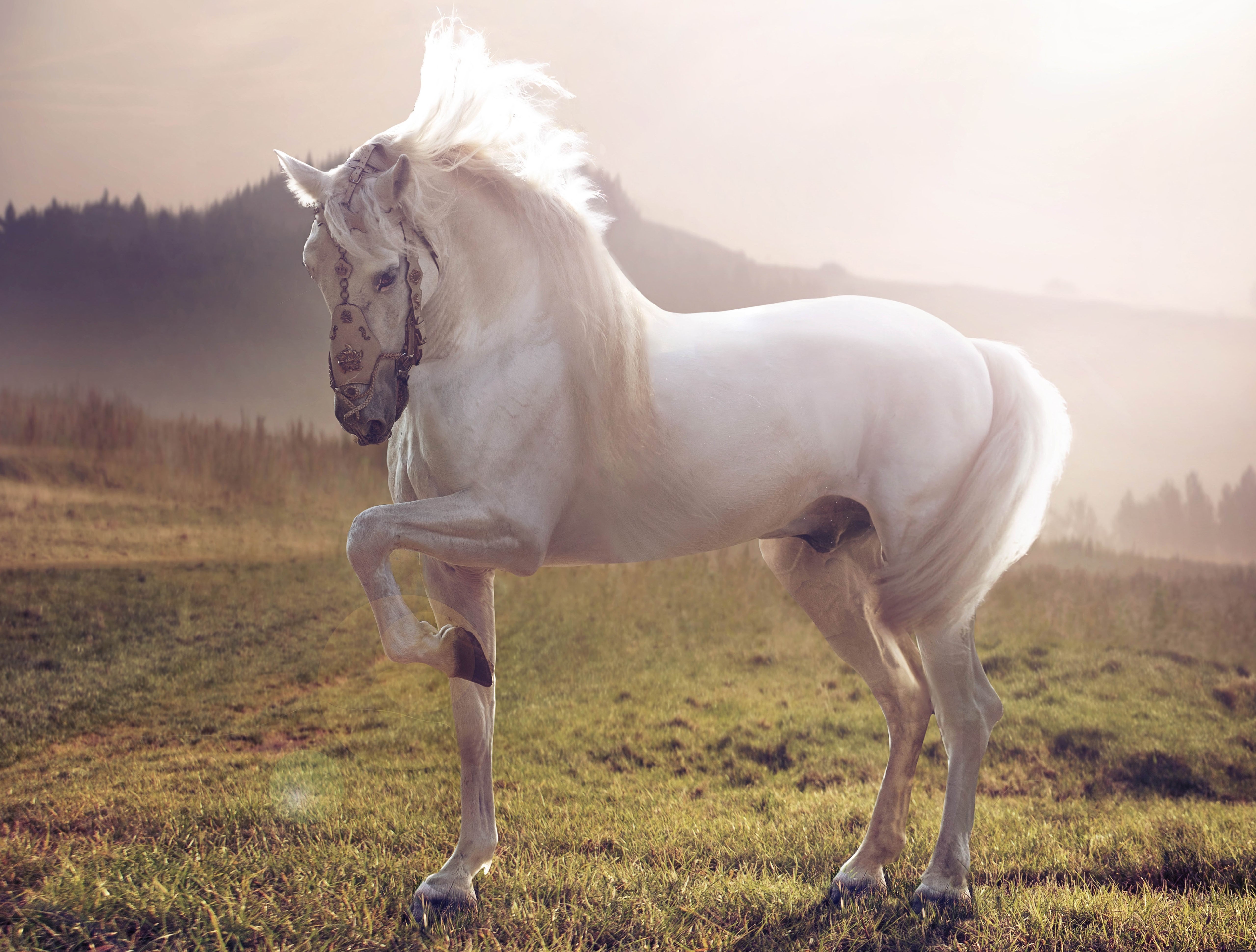 White horse with ornate bridle in a field HD Wallpaper
