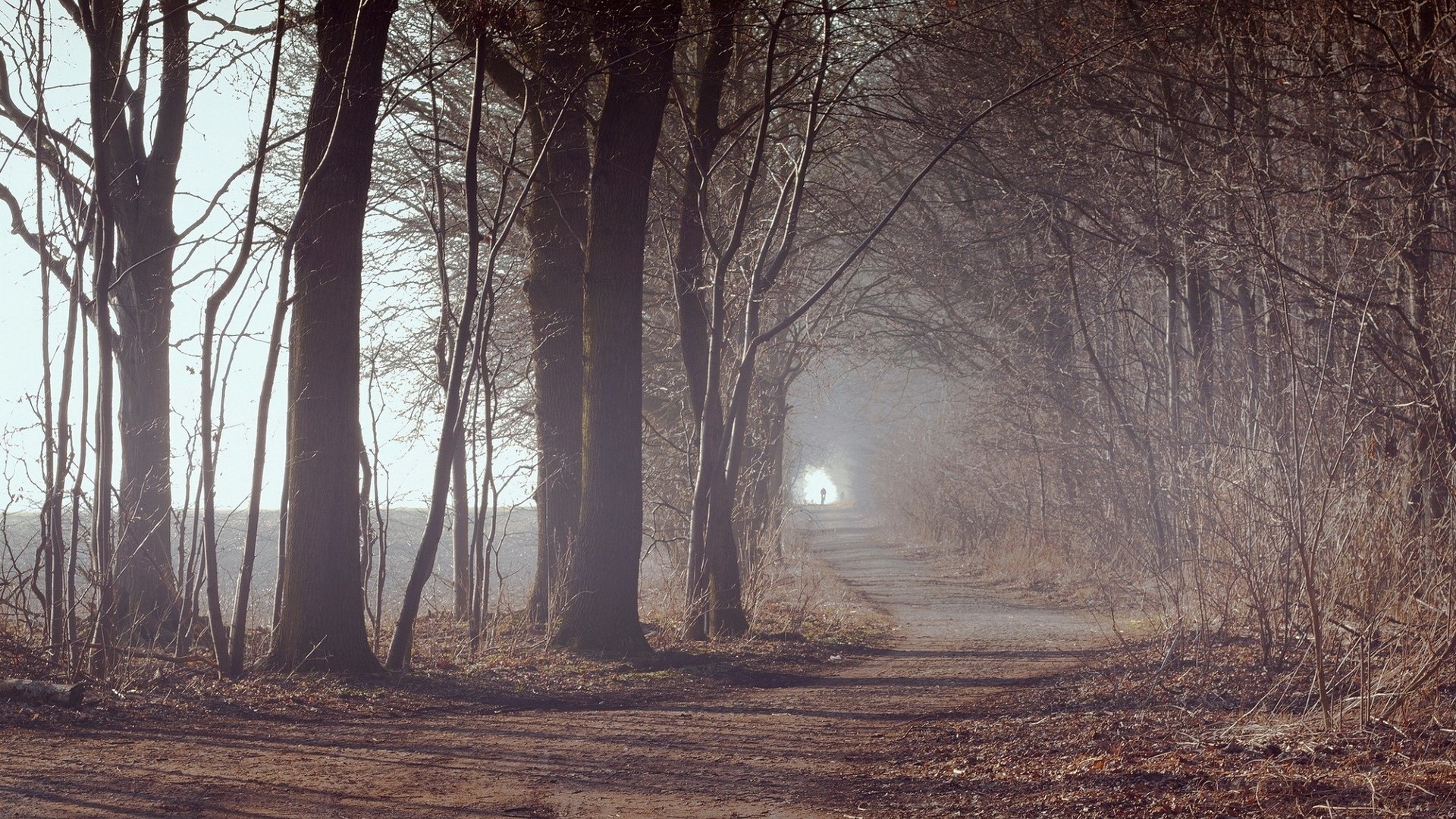 Person walking on a path through a misty forest HD Wallpaper