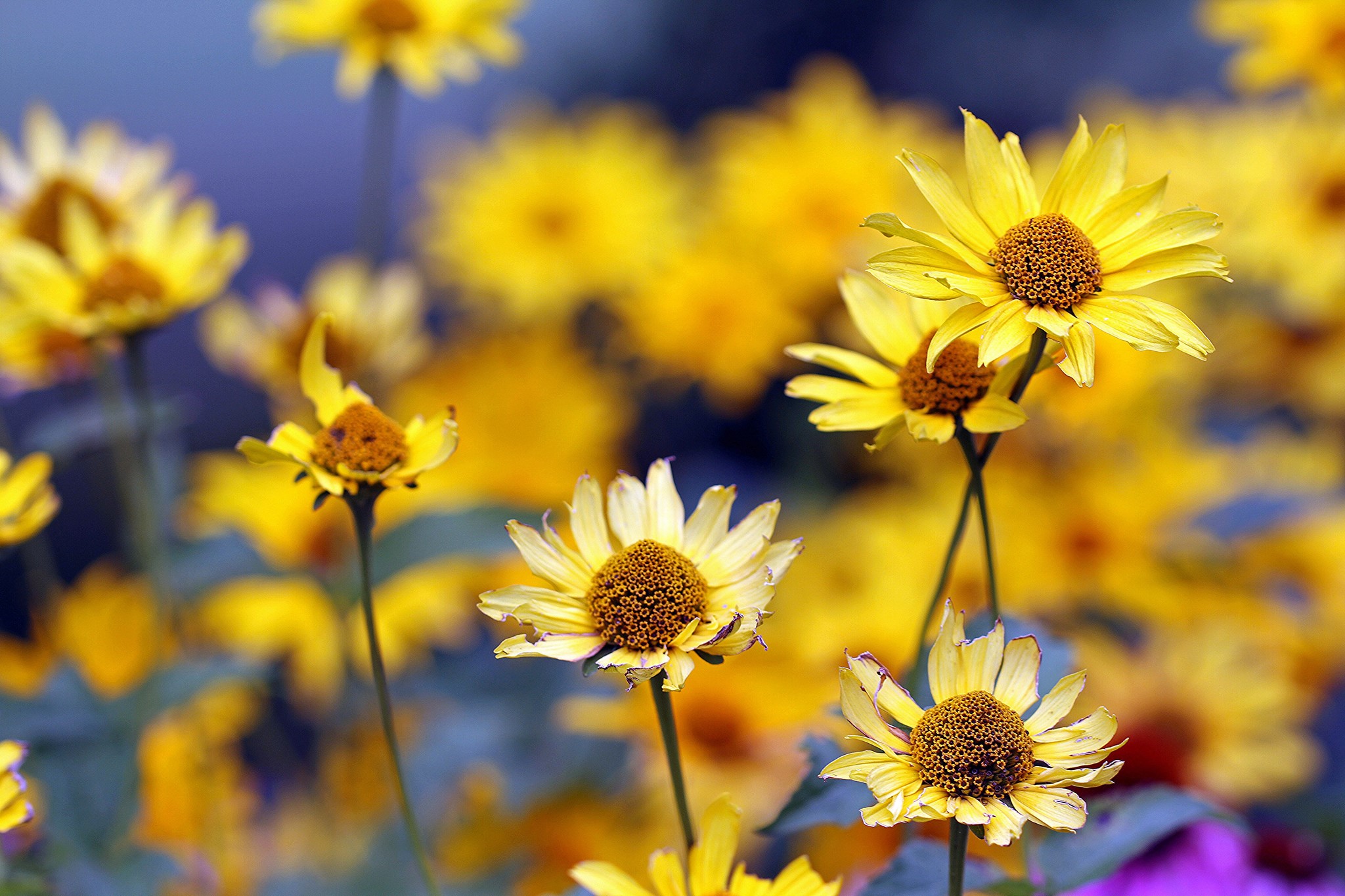 Yellow daisies in a field HD Wallpaper