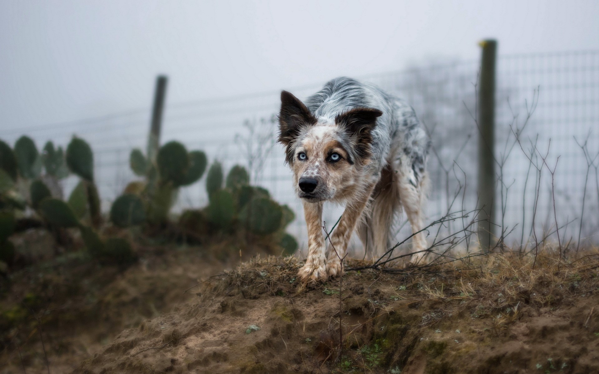Blue Heeler dog with striking blue eyes in a foggy landscape HD Wallpaper