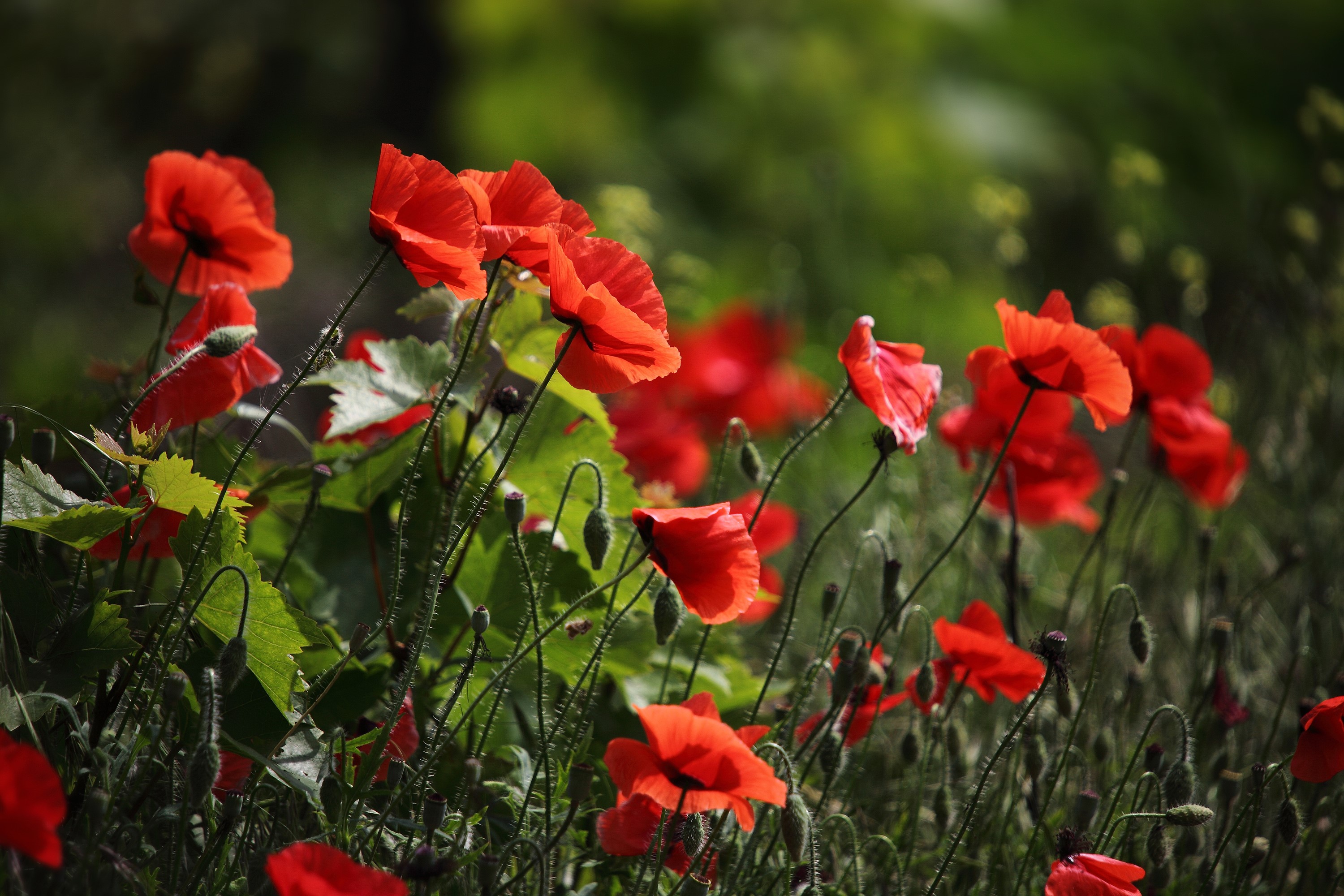 Field of red poppies in bloom HD Wallpaper