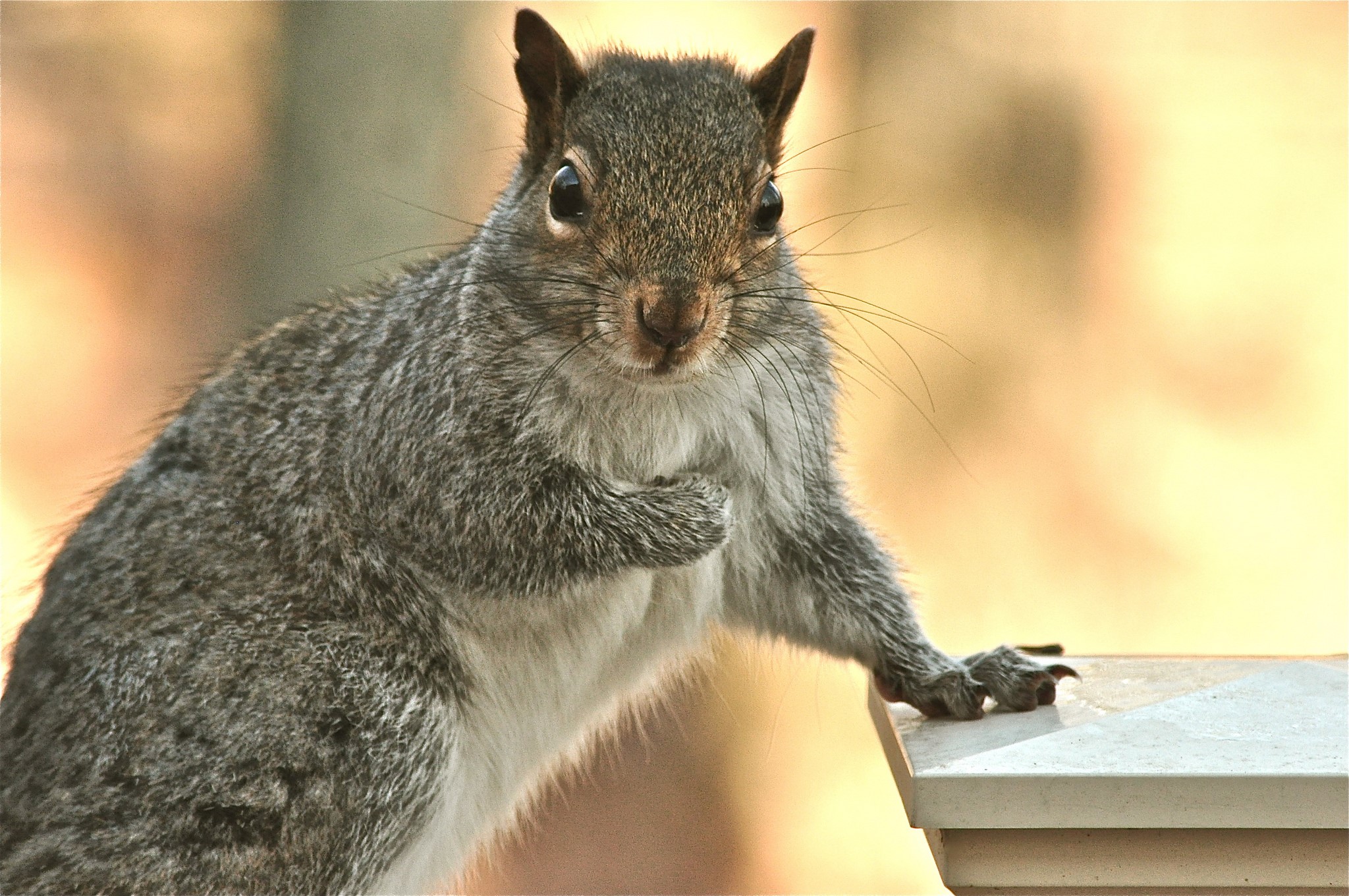 Close-up of a gray squirrel on a ledge HD Wallpaper