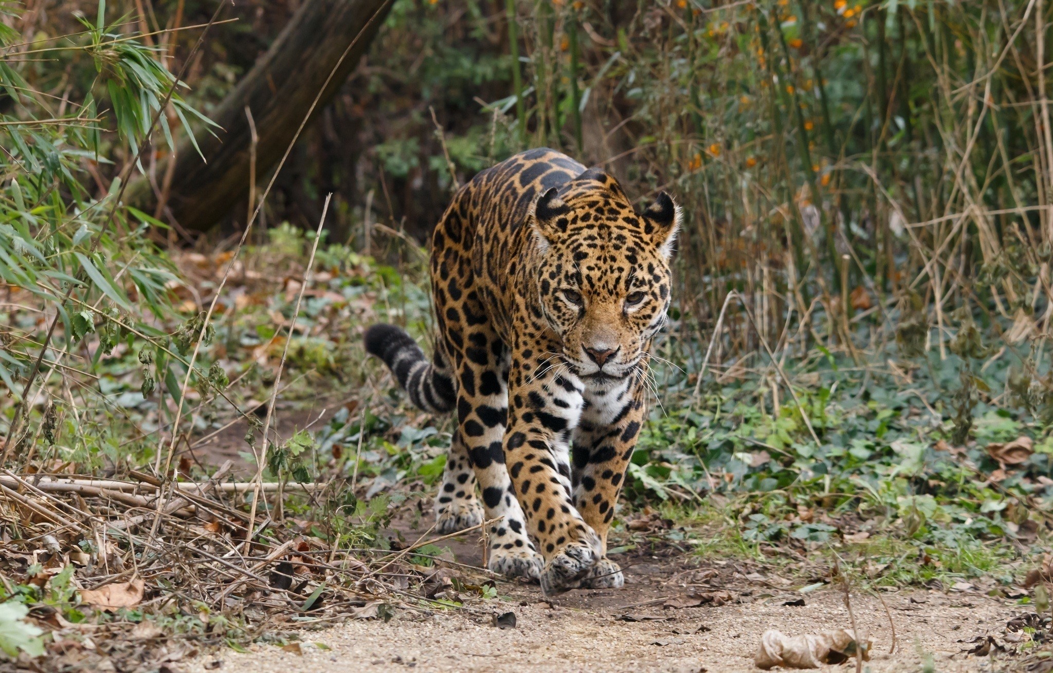 Jaguar walking on a path in a forest HD Wallpaper