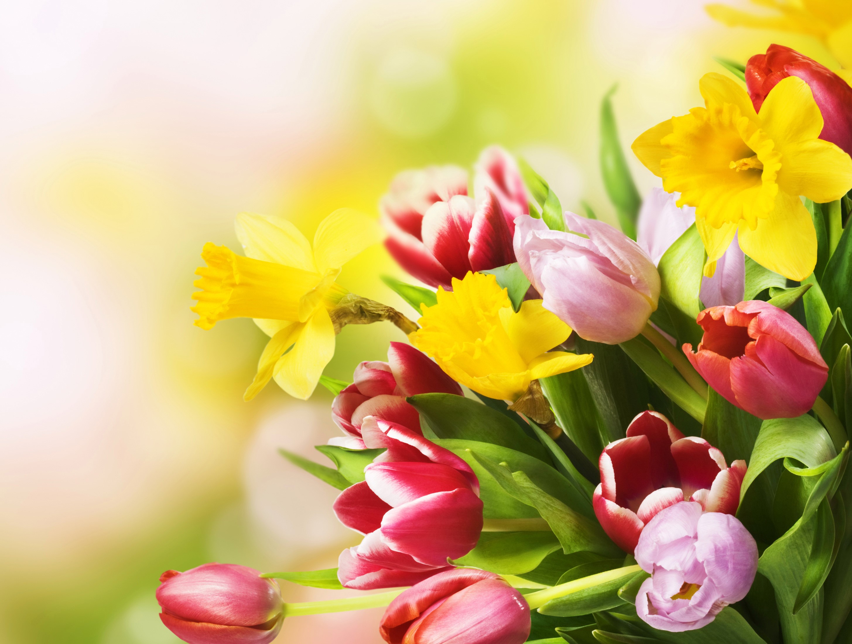 Daffodils and Tulips in a Bouquet HD Wallpaper