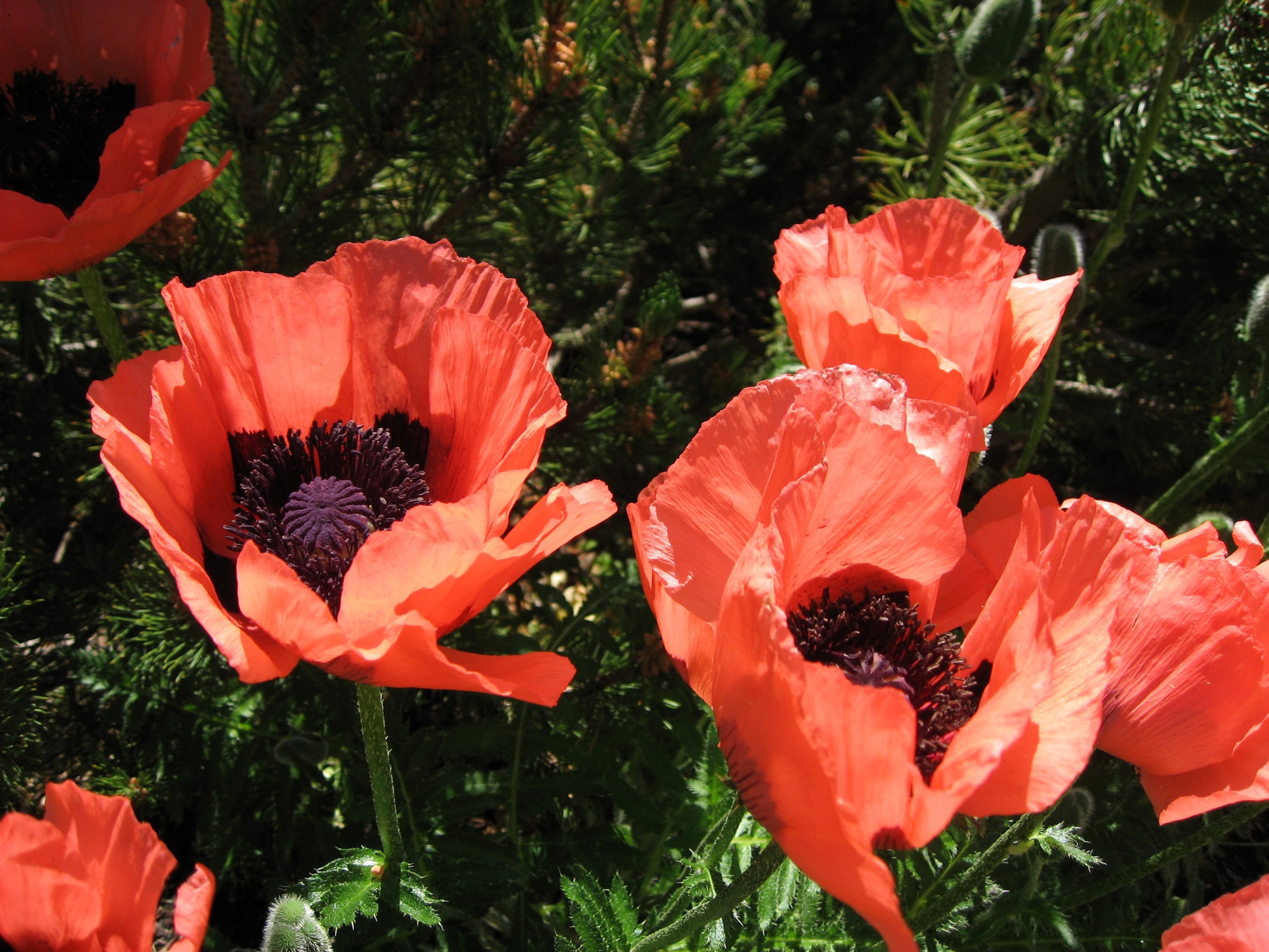 Close-up of vibrant red poppies with dark centers HD Wallpaper