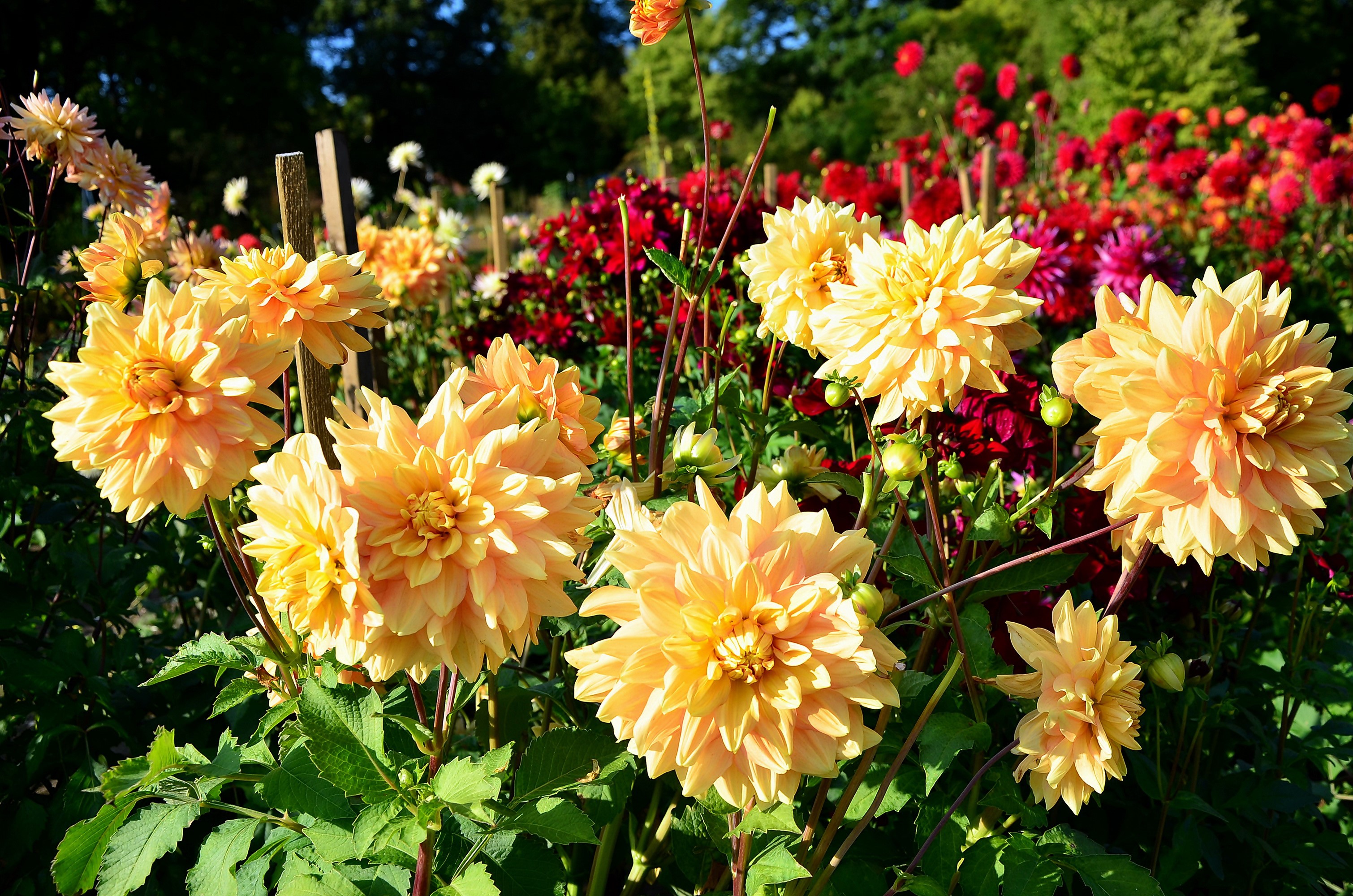 Yellow Dahlias in a Garden HD Wallpaper