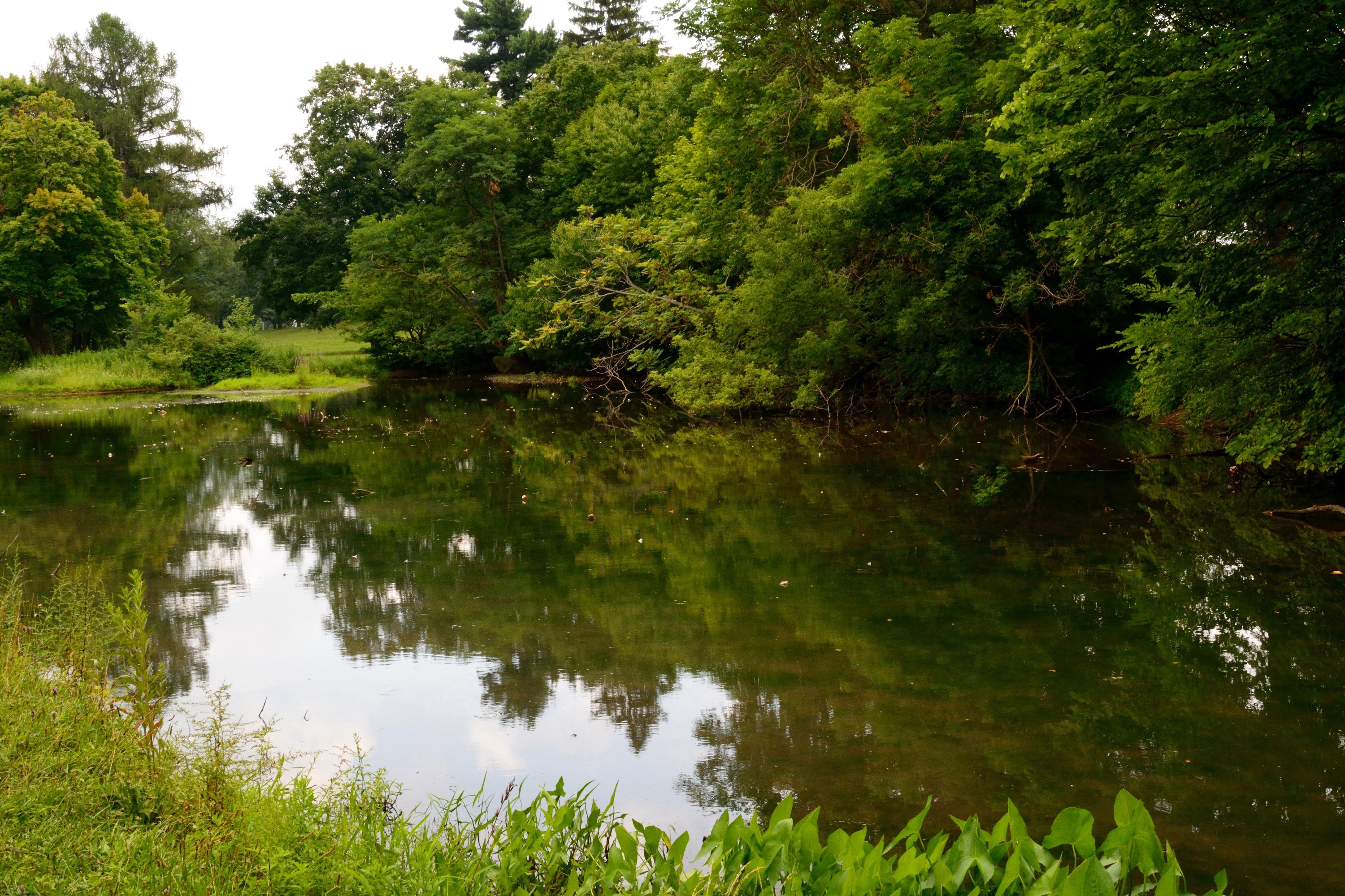 A tranquil lake surrounded by lush green trees HD Wallpaper