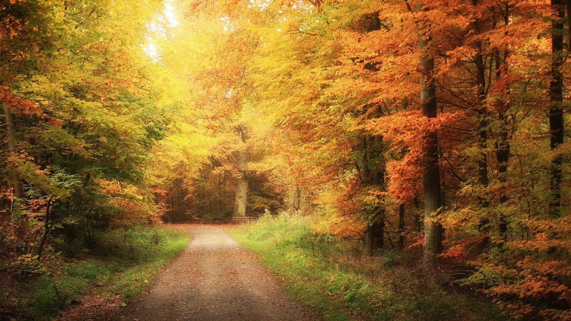 Autumn forest path with colorful trees HD Wallpaper