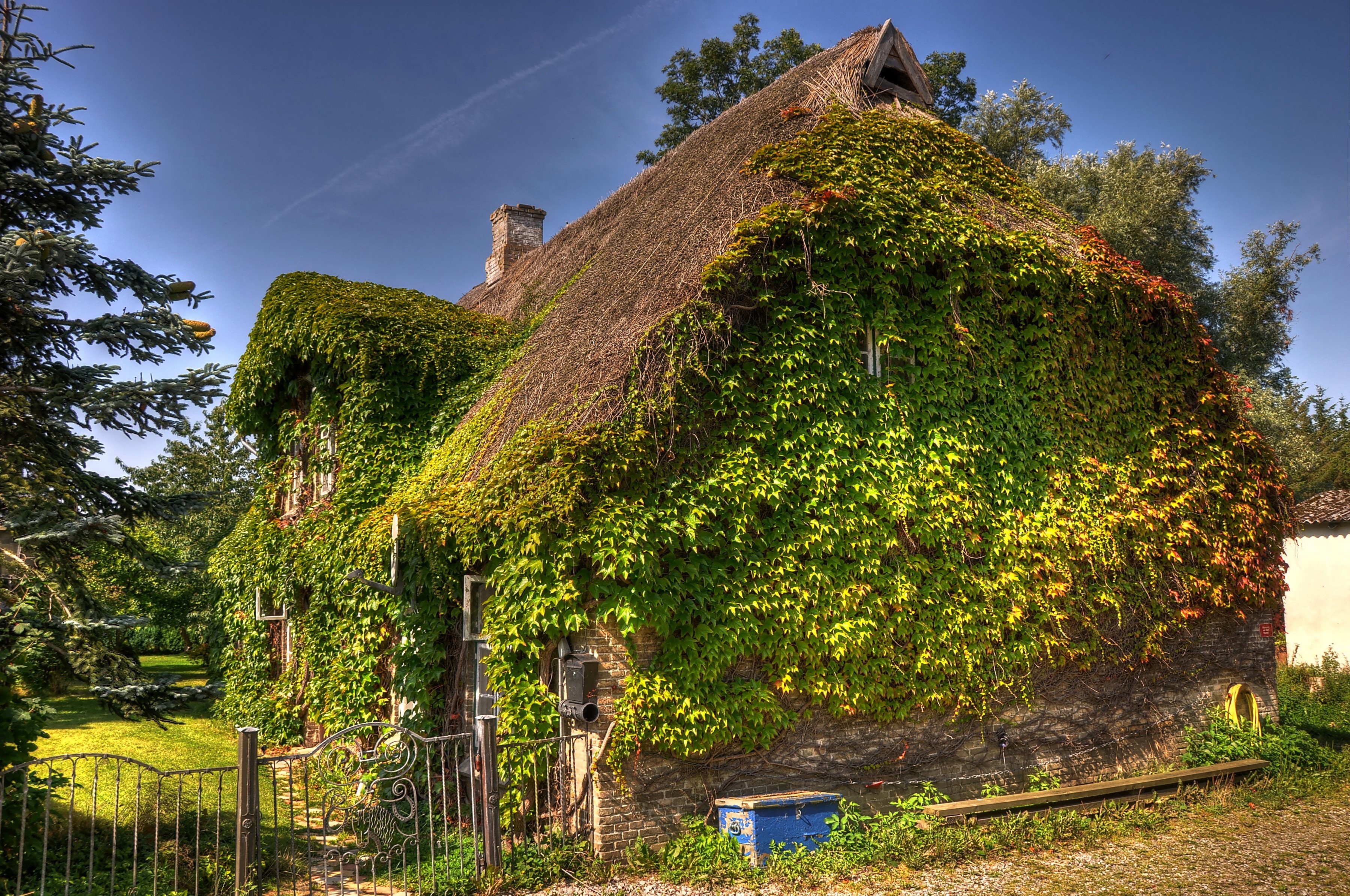 Thatched roof house covered in ivy in Winnemark, Germany HD Wallpaper