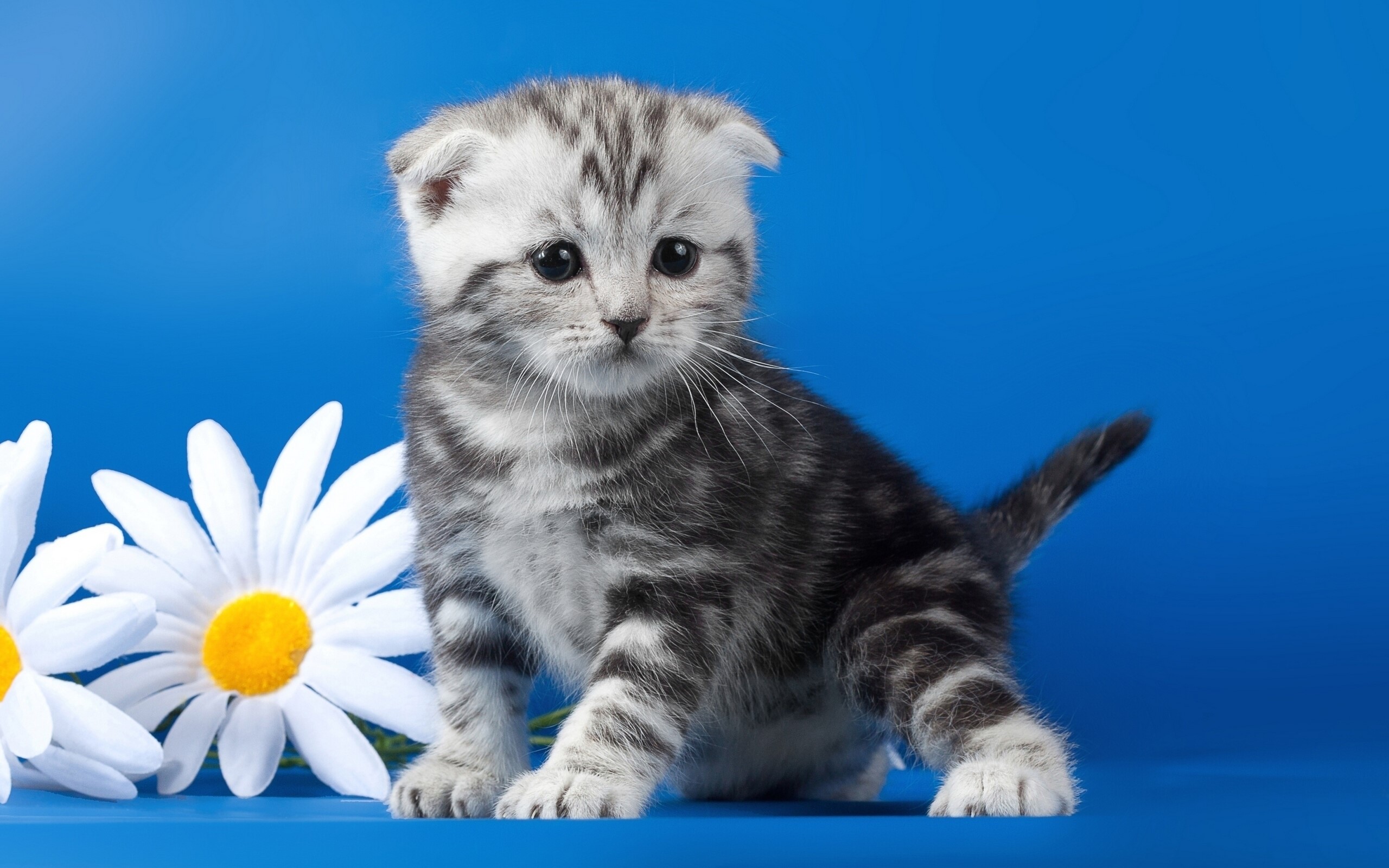 Scottish Fold kitten with daisies HD Wallpaper