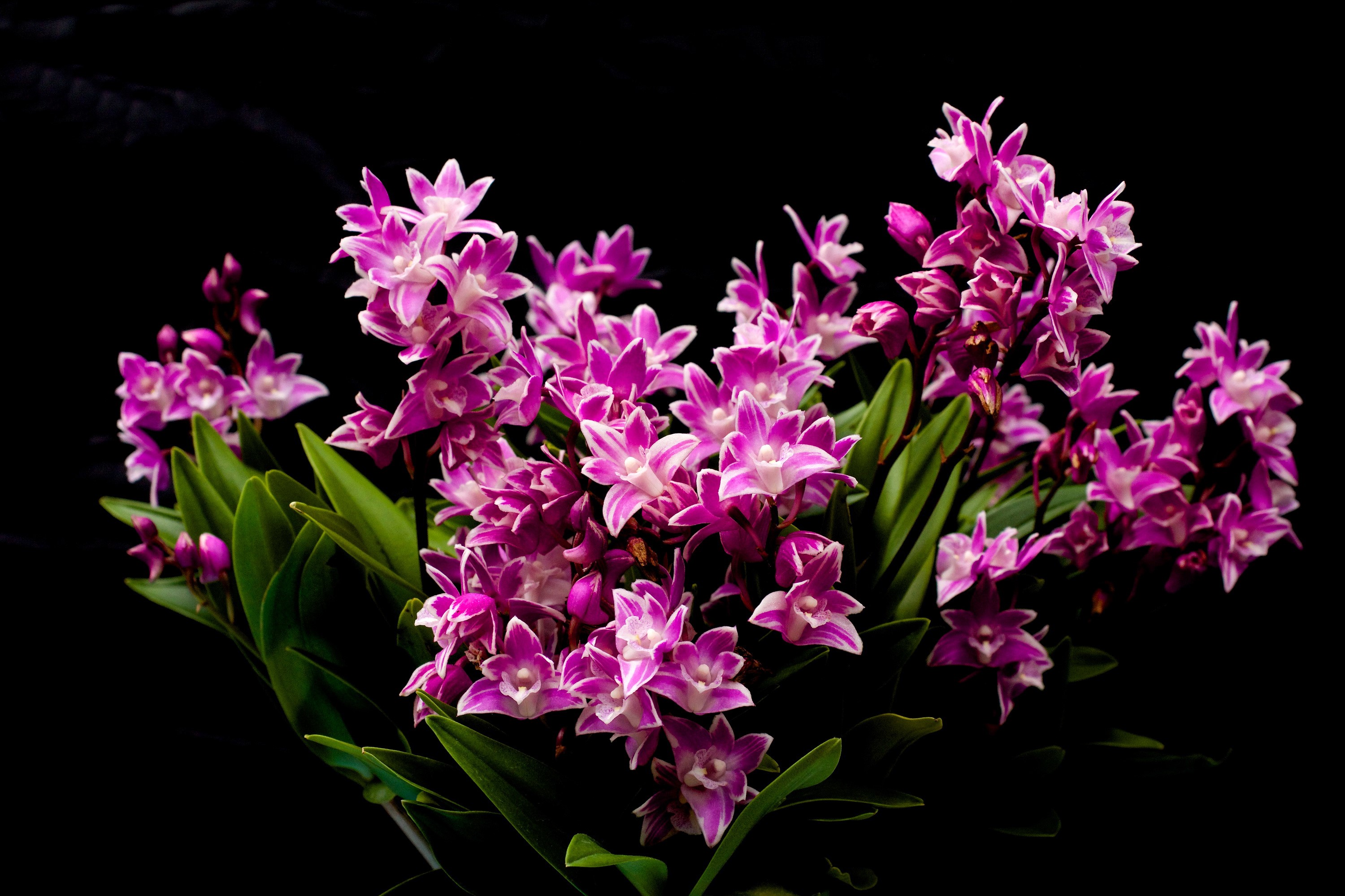 Pink and white orchids with green leaves on black background HD Wallpaper