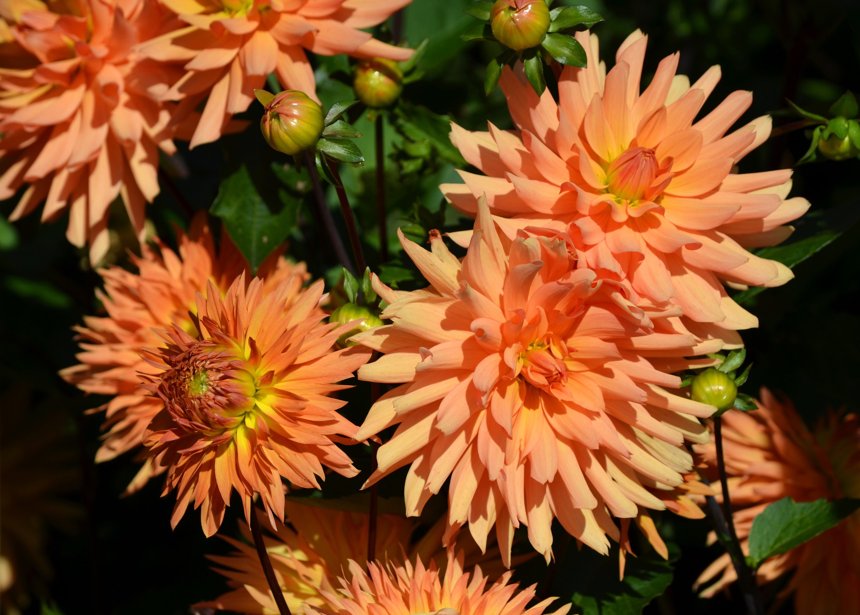Orange Dahlias in Bloom HD Wallpaper