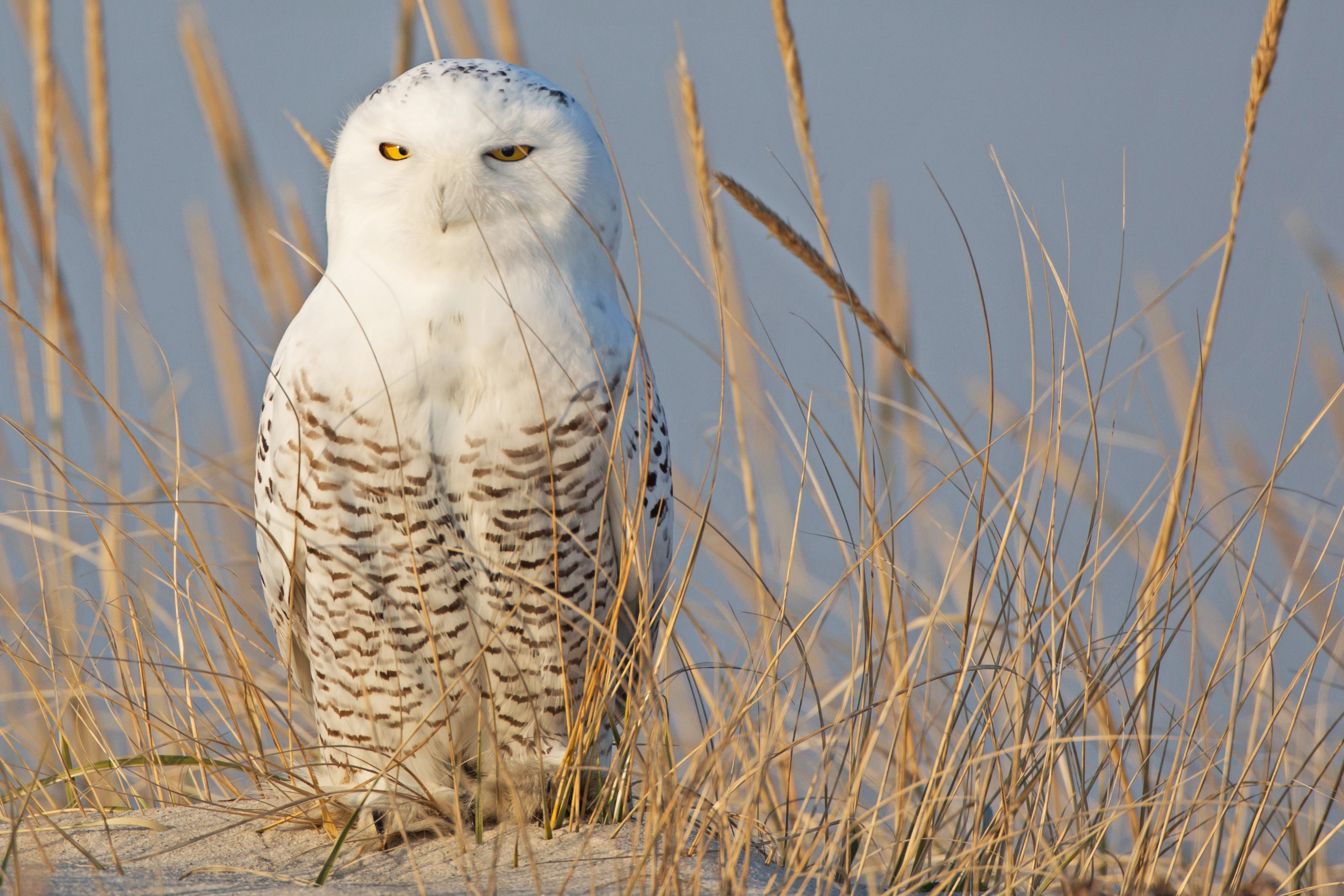 Snowy owl sitting in dry grass HD Wallpaper