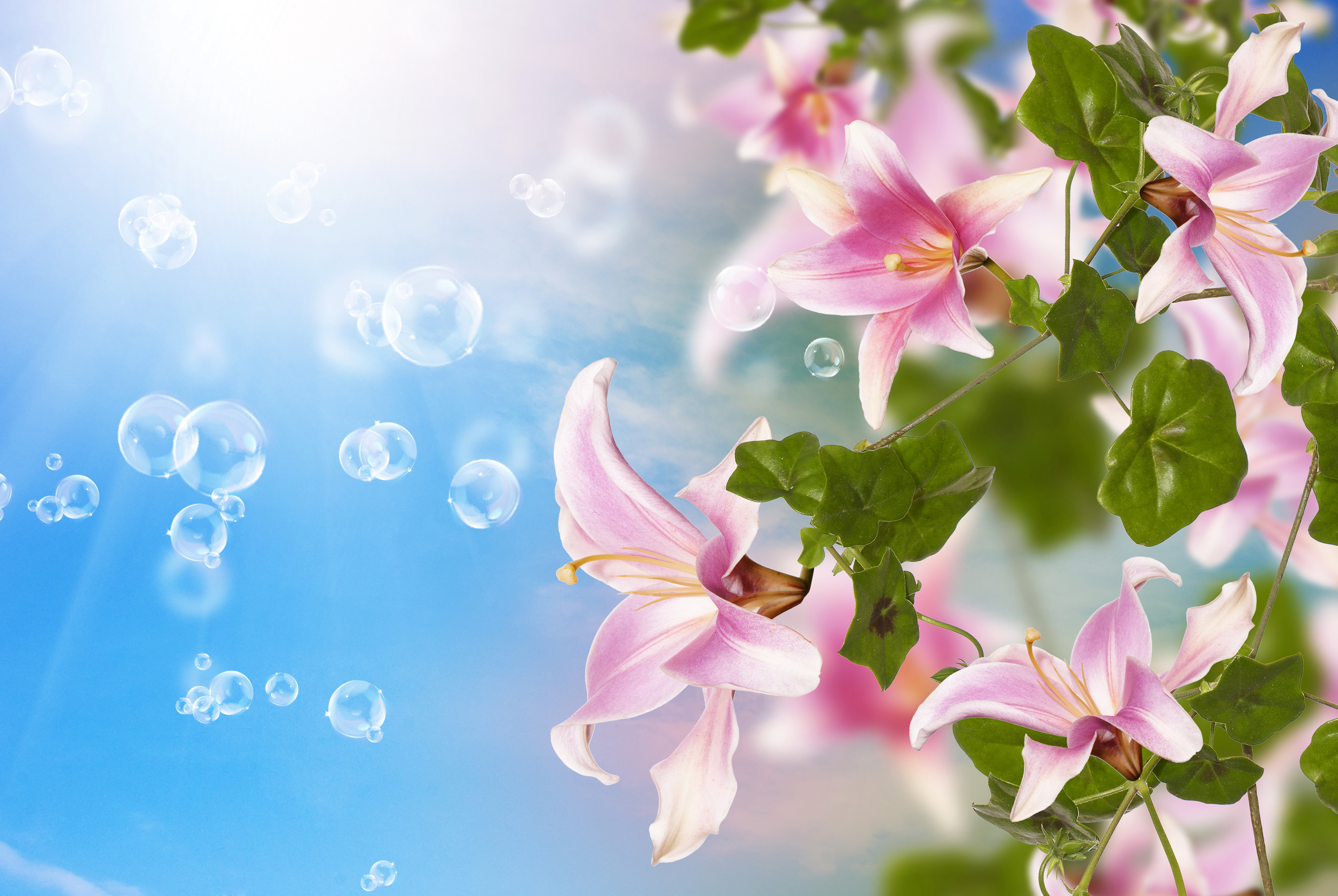 Pink Lilies and Bubbles in the Sky HD Wallpaper