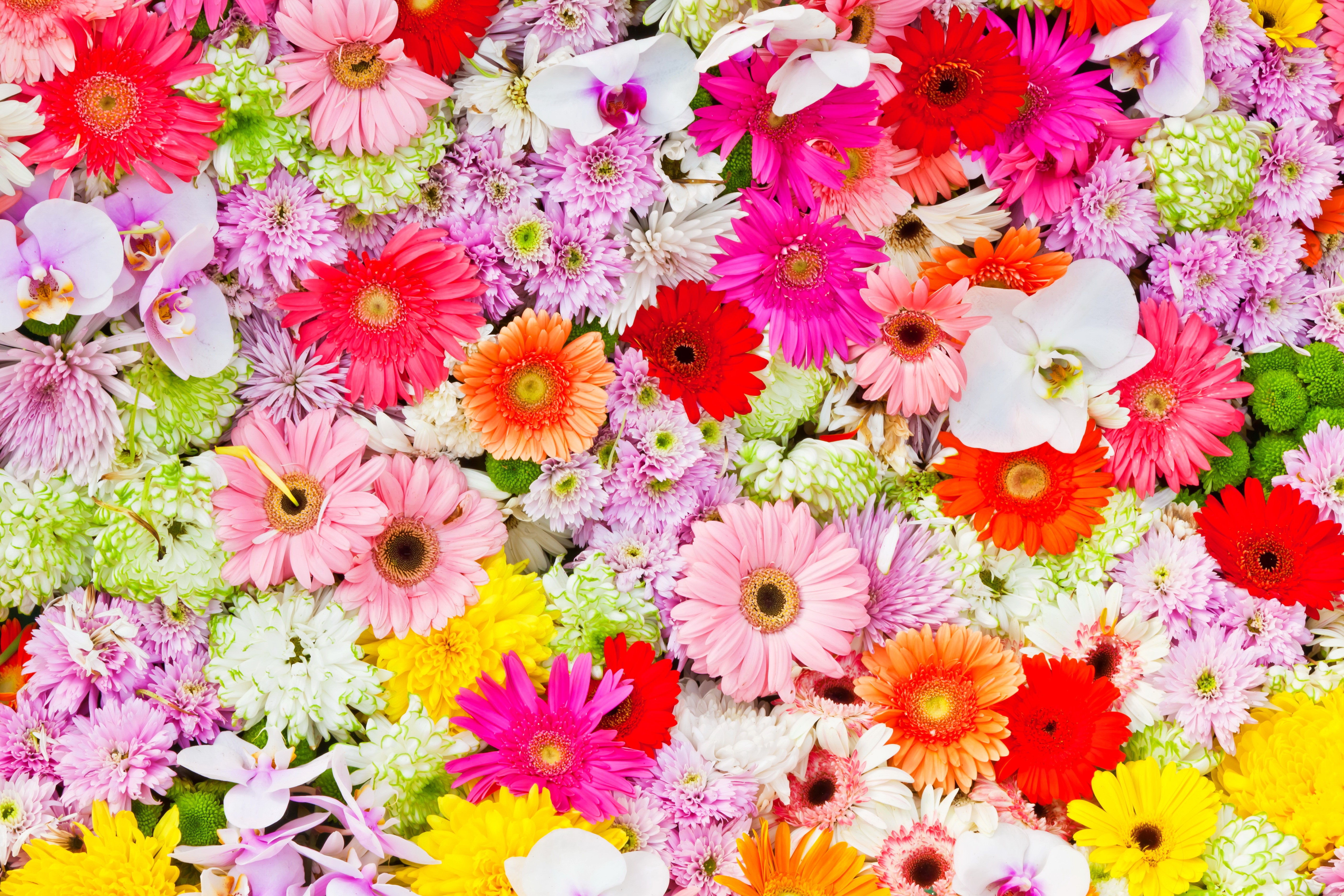 Gerberas, Orchids, and Chrysanthemums in a Colorful Arrangement HD Wallpaper