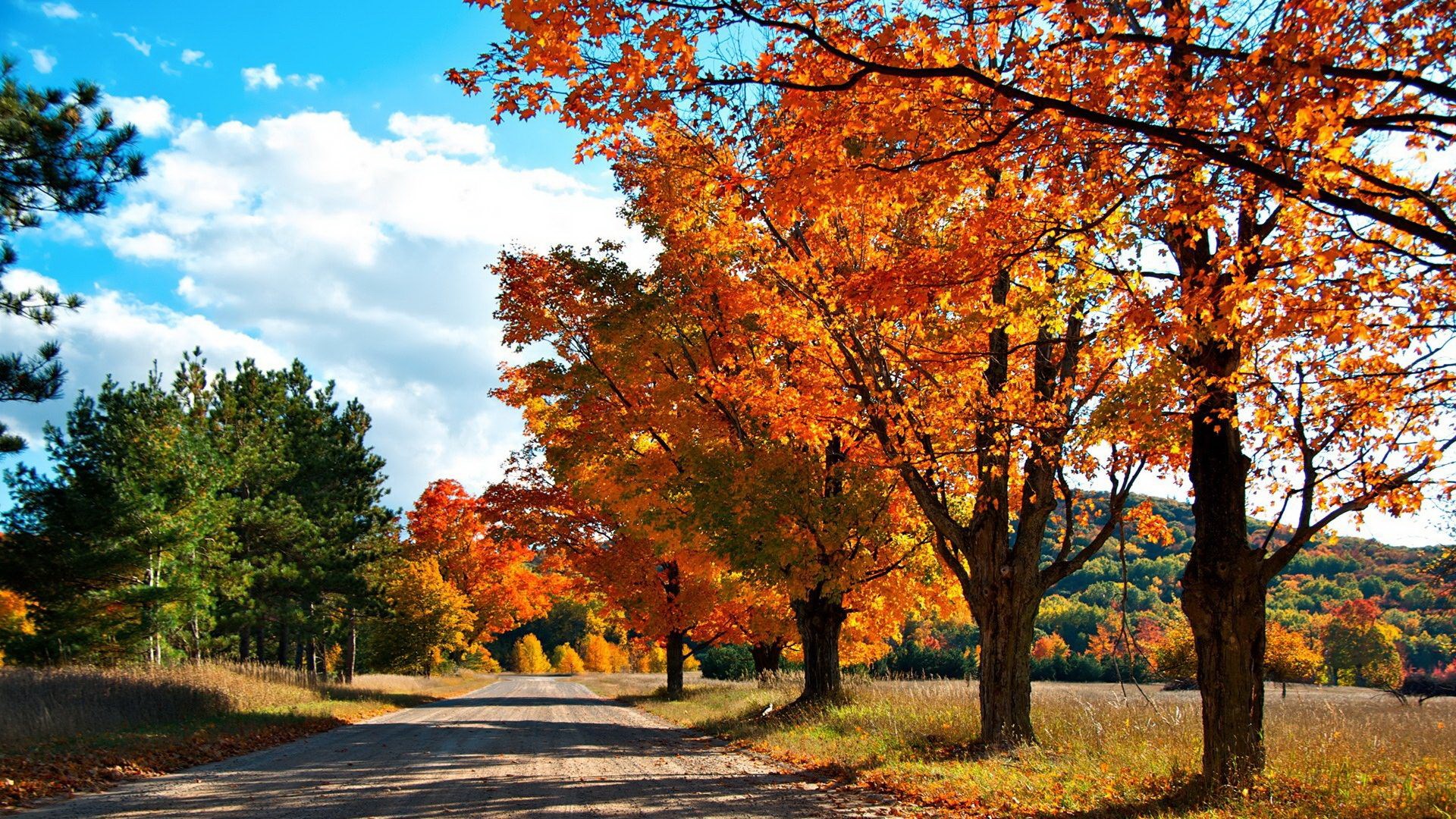 Autumn road lined with colorful maple trees HD Wallpaper